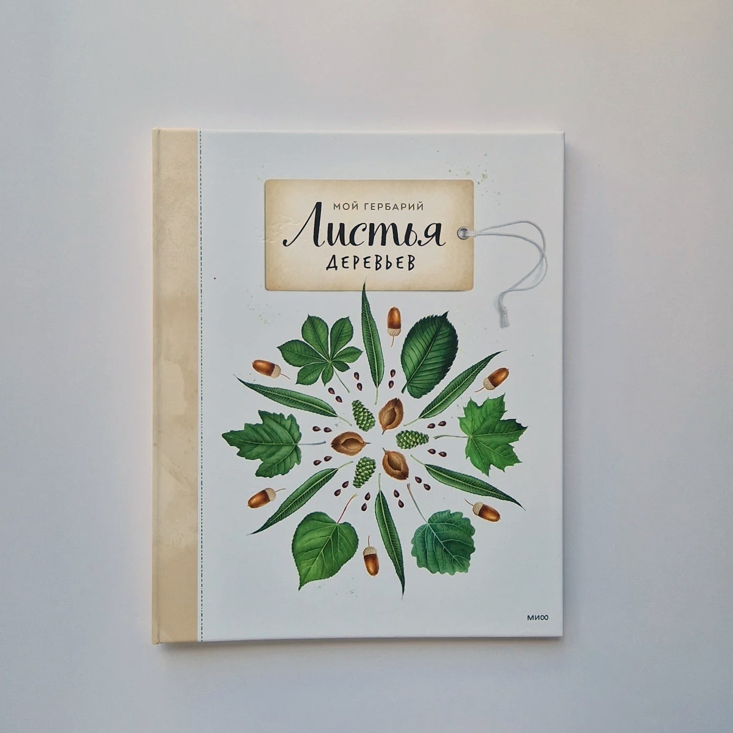 Листья деревьев. Мой гербарий