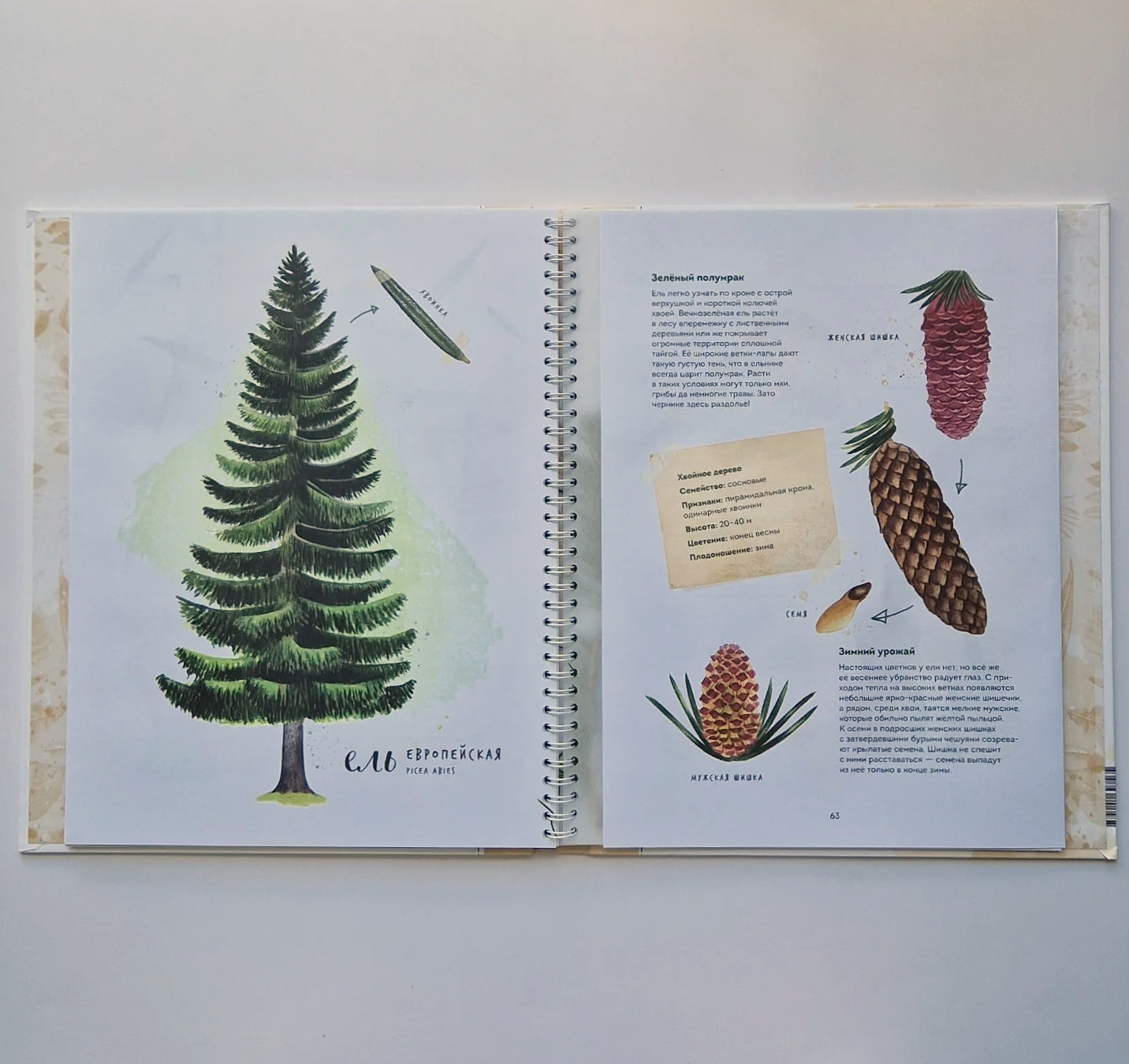 Листья деревьев. Мой гербарий