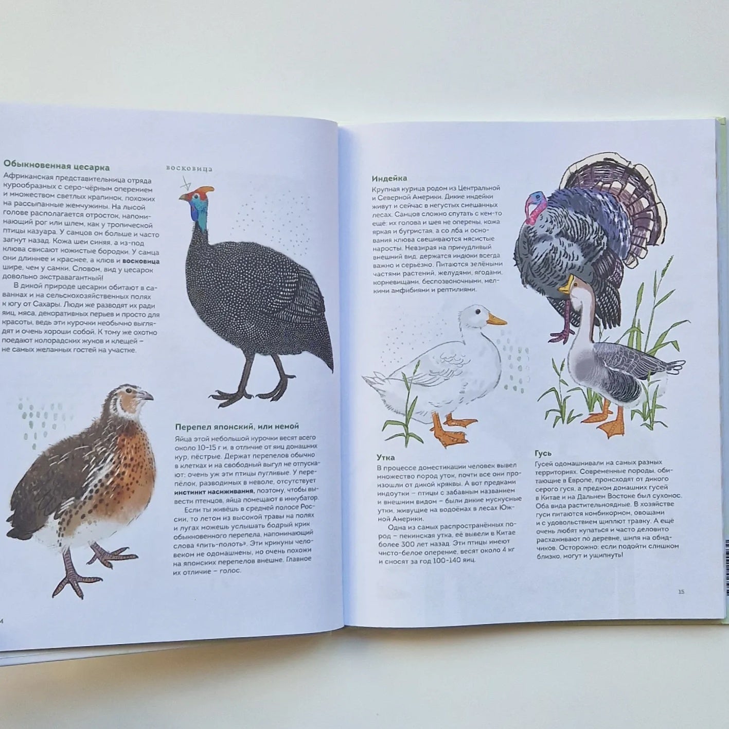 Птицы в деревне. Где найти и как узнать