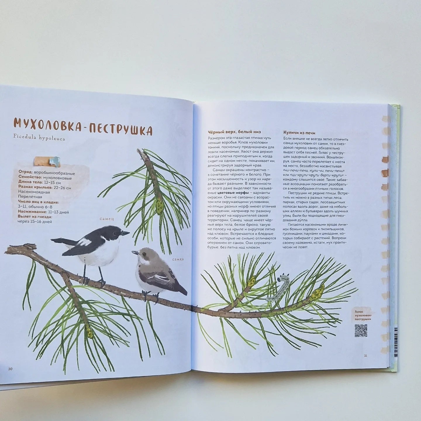 Птицы в деревне. Где найти и как узнать