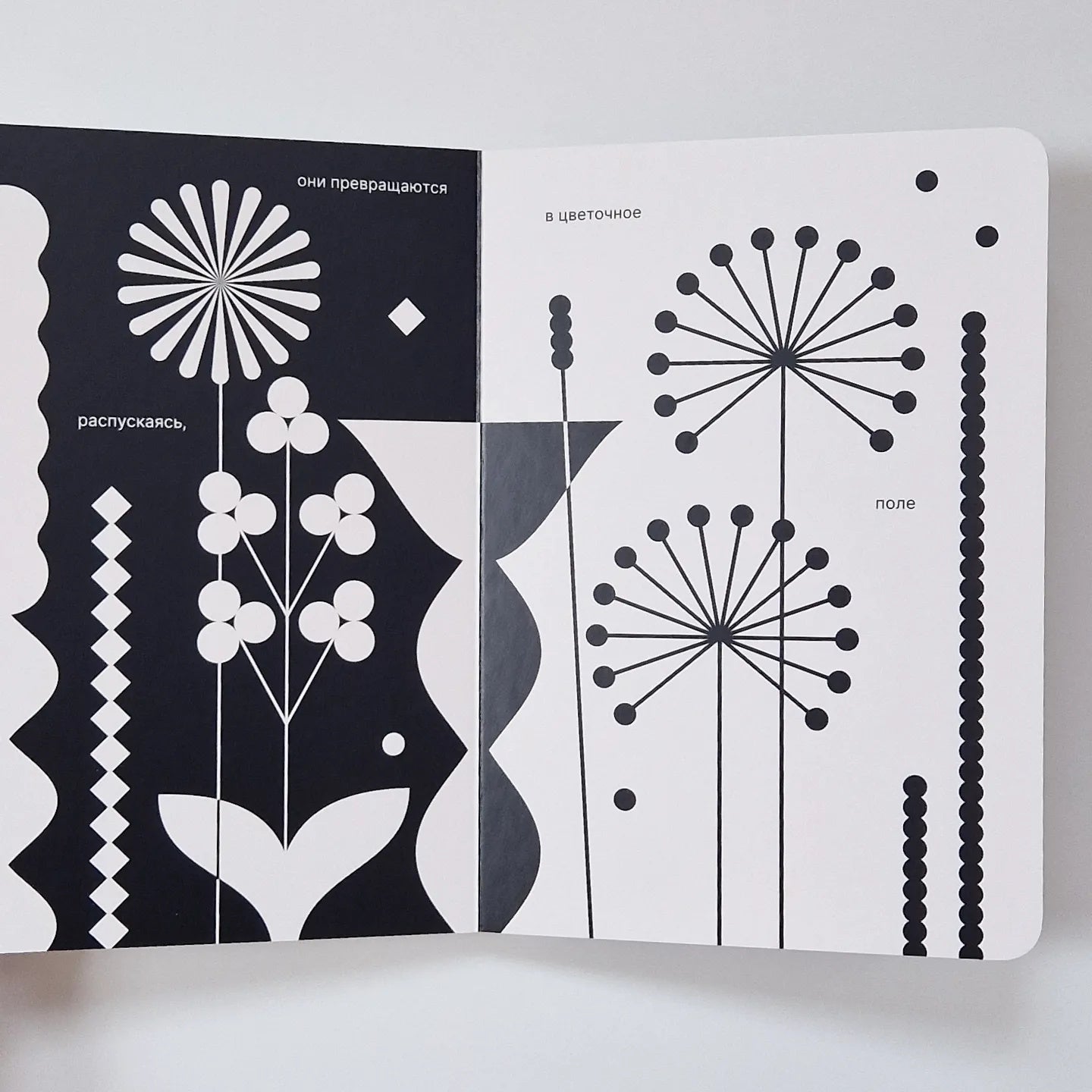 Как семечко становится цветочным полем