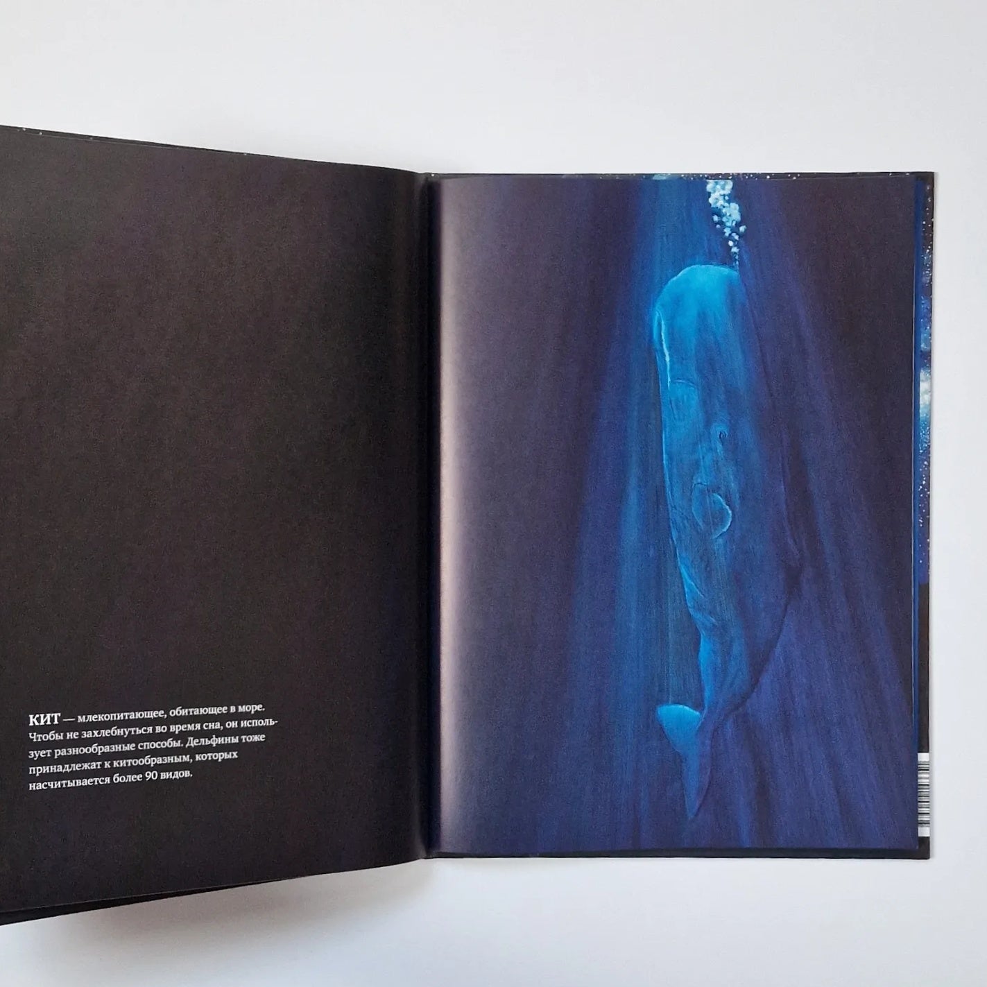 Does everyone sleep at night?