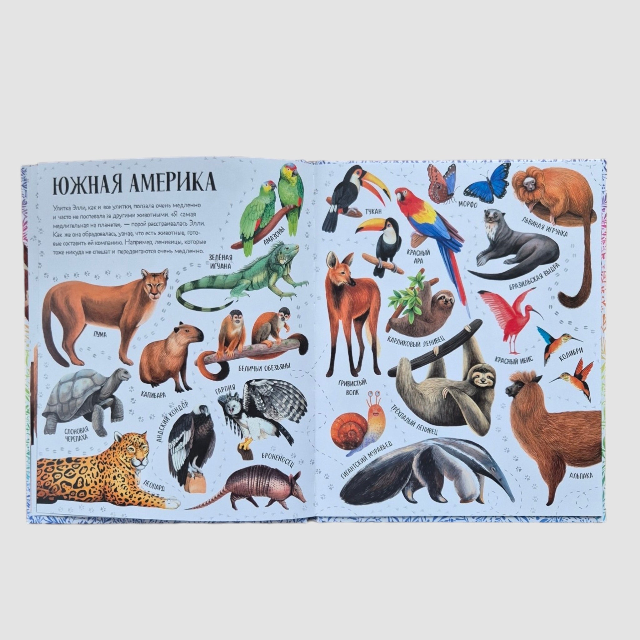 Приключения улитки Элли в мире животных