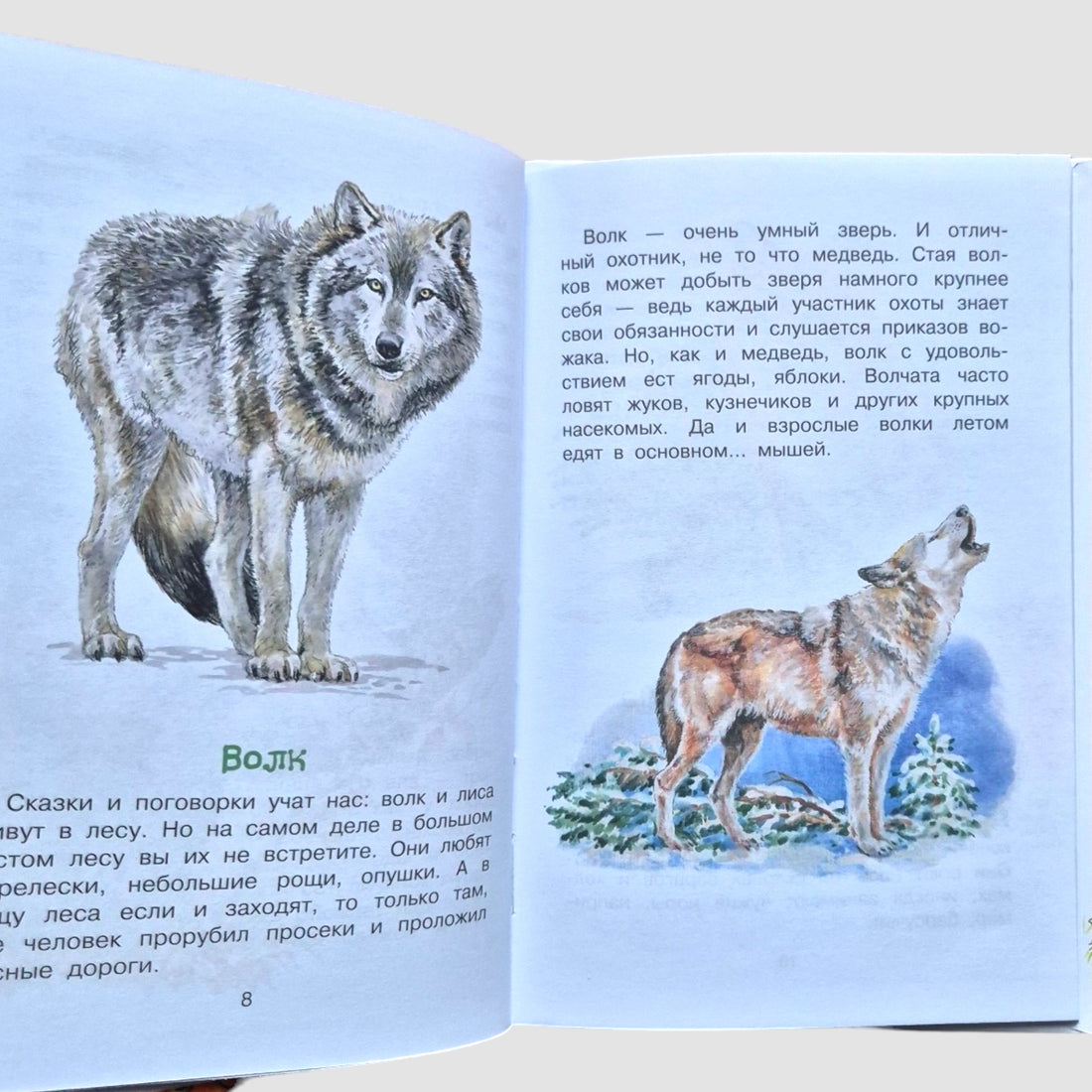 Кто живёт в лесу?
