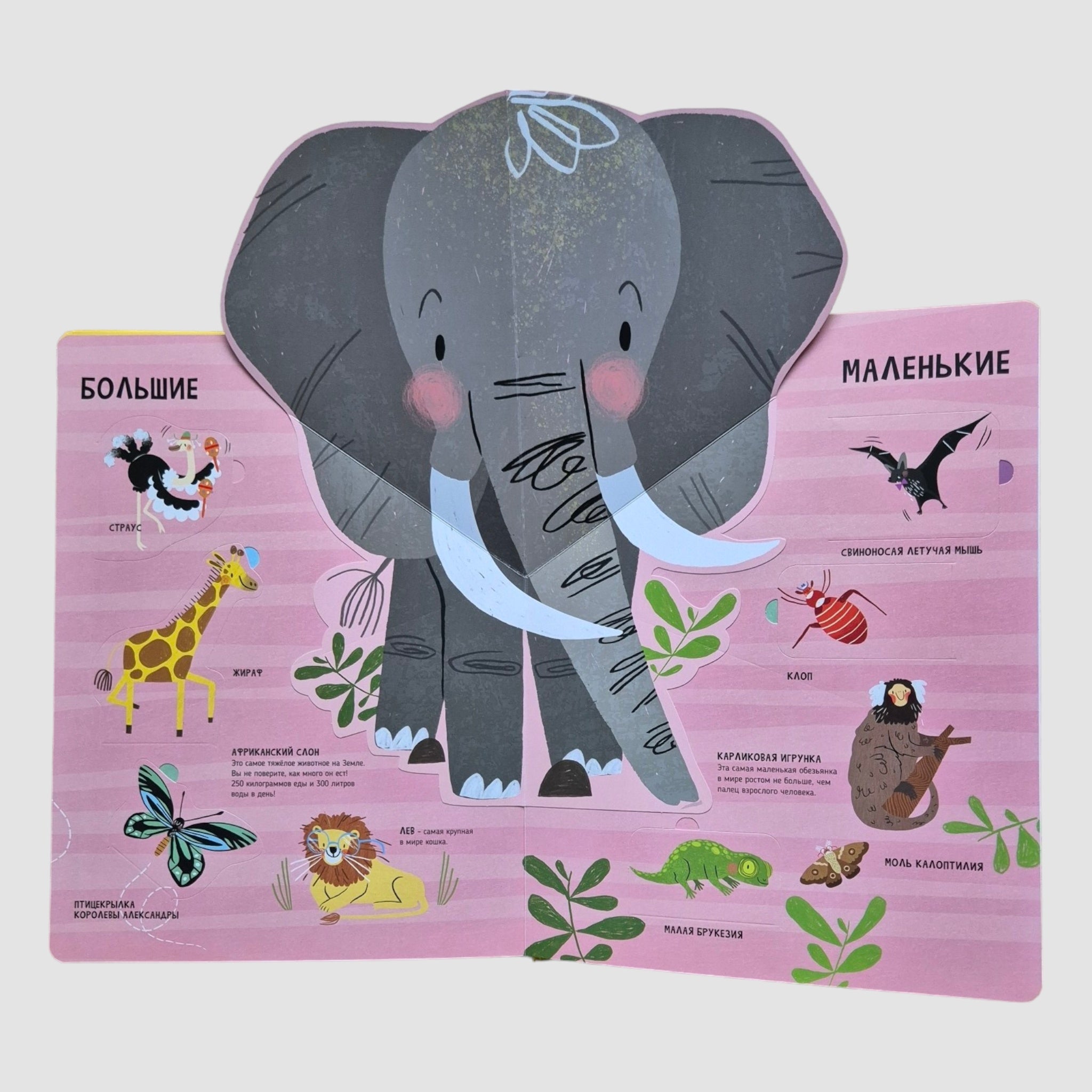 Животные. Мои первые открытия