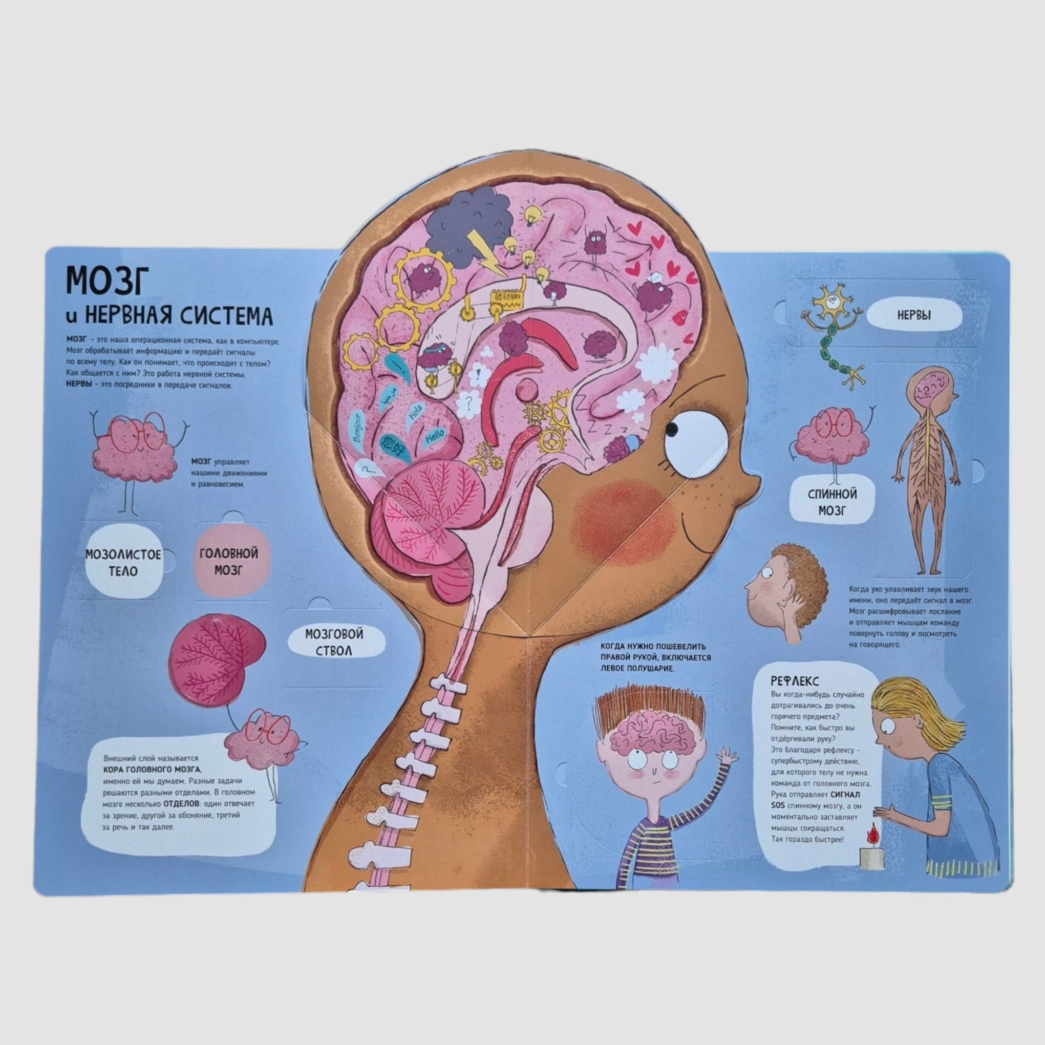 Тело человека. Мои первые открытия