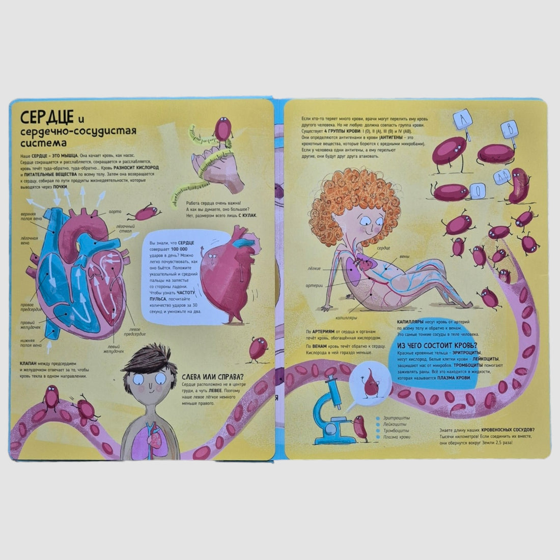 Тело человека. Мои первые открытия