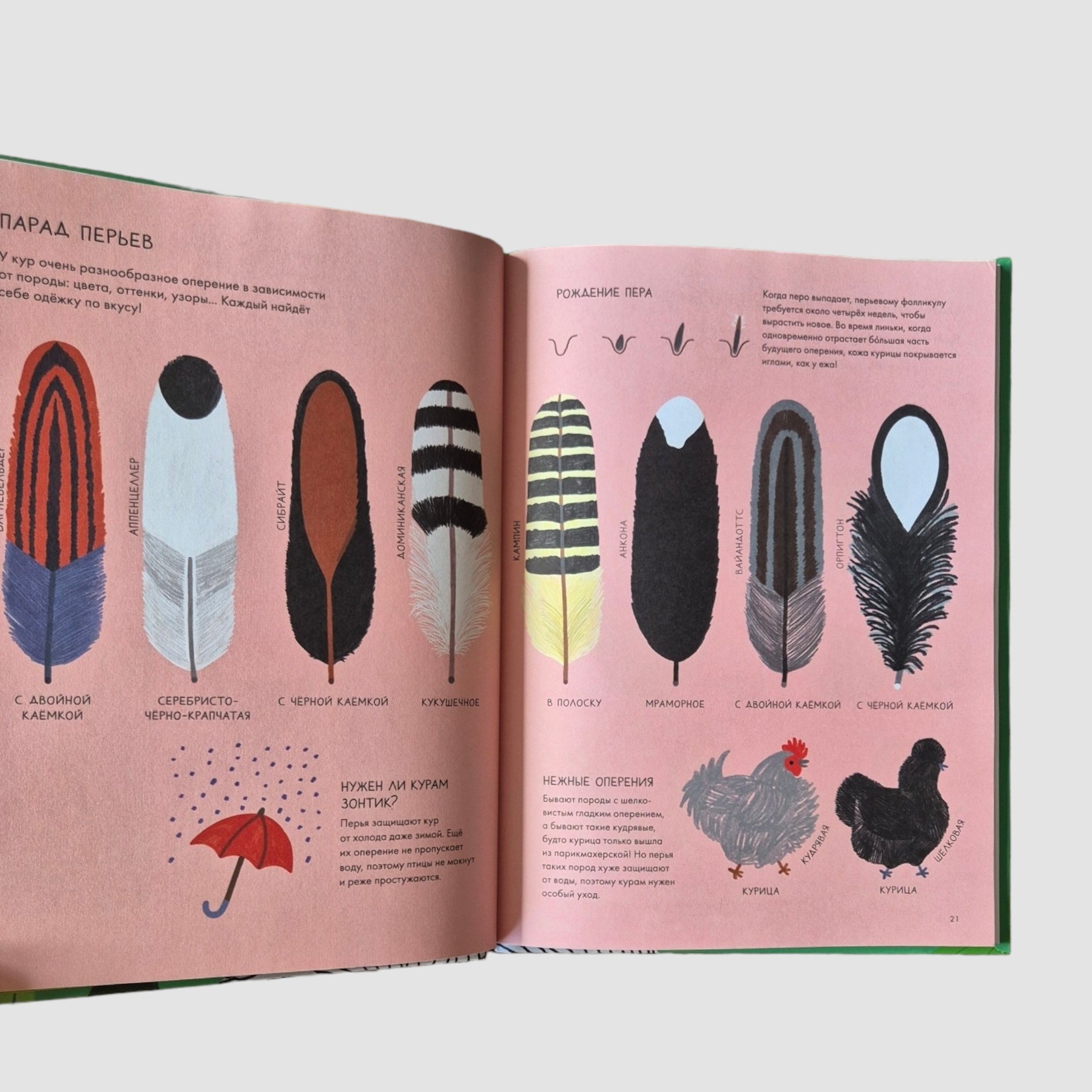 Курицеведение. Дачная энциклопедия