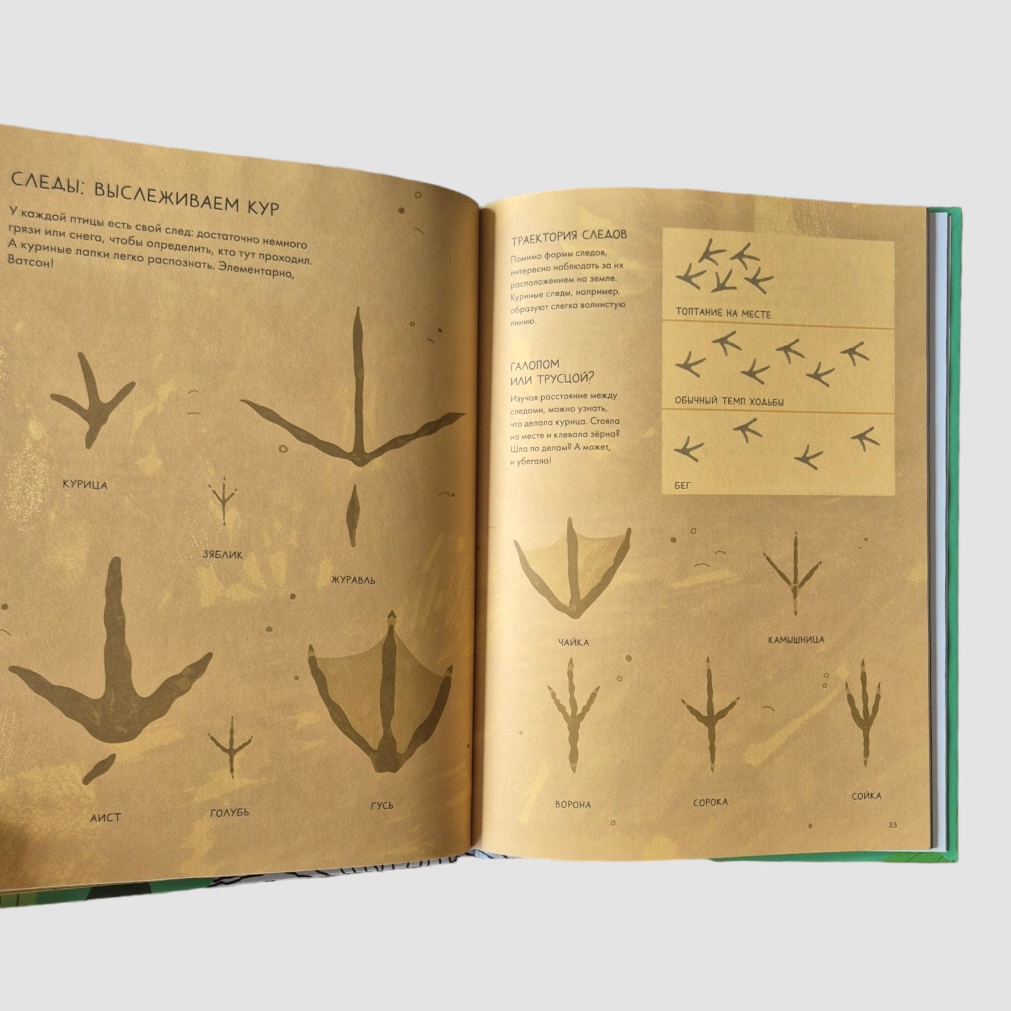 Курицеведение. Дачная энциклопедия