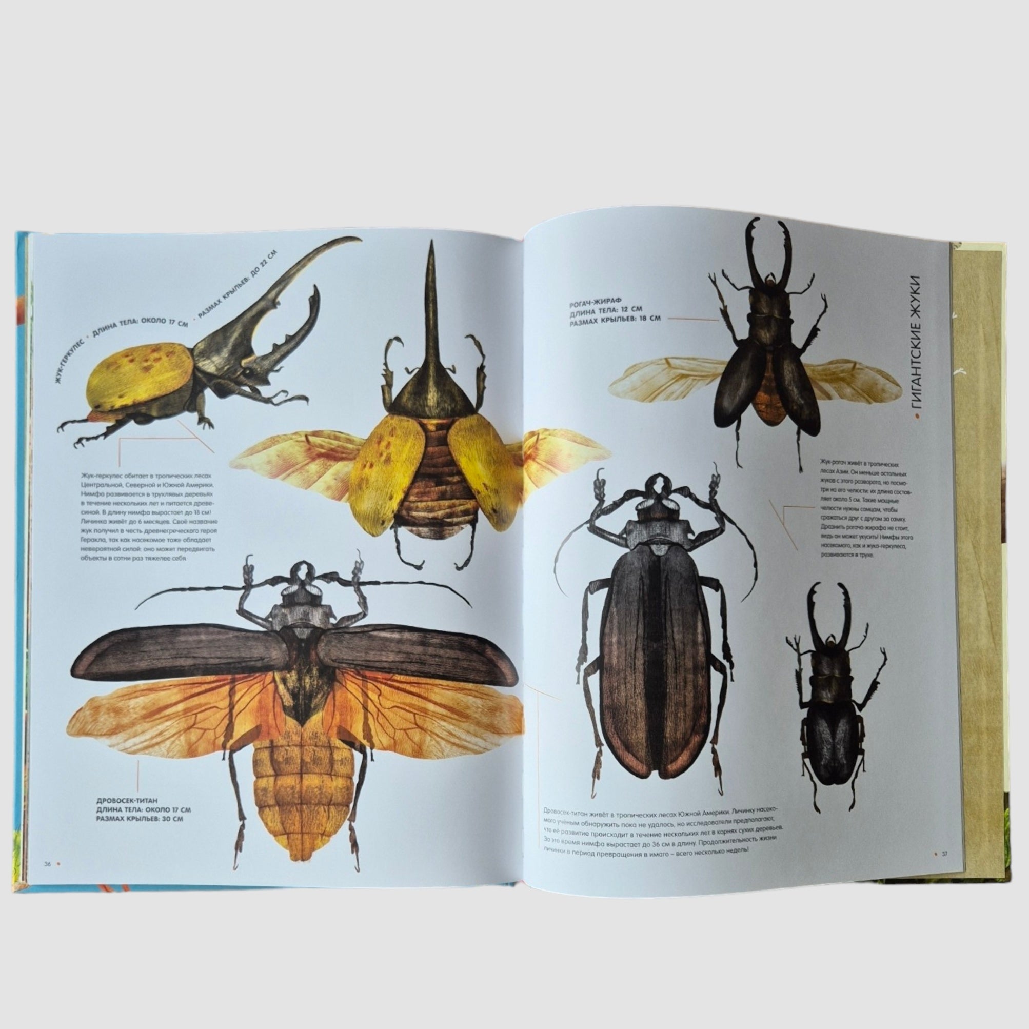 Life-size insects