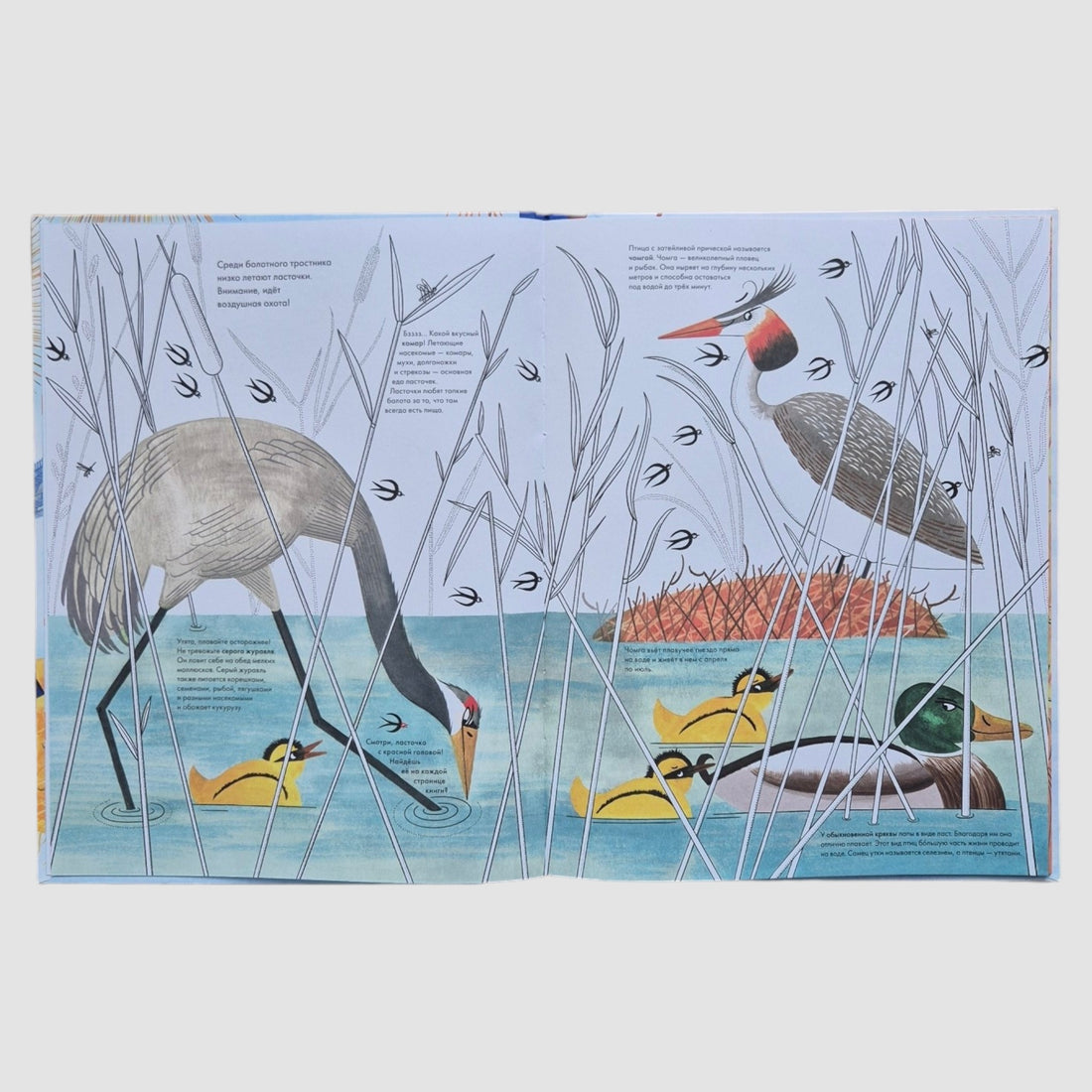 A thousand and one birds