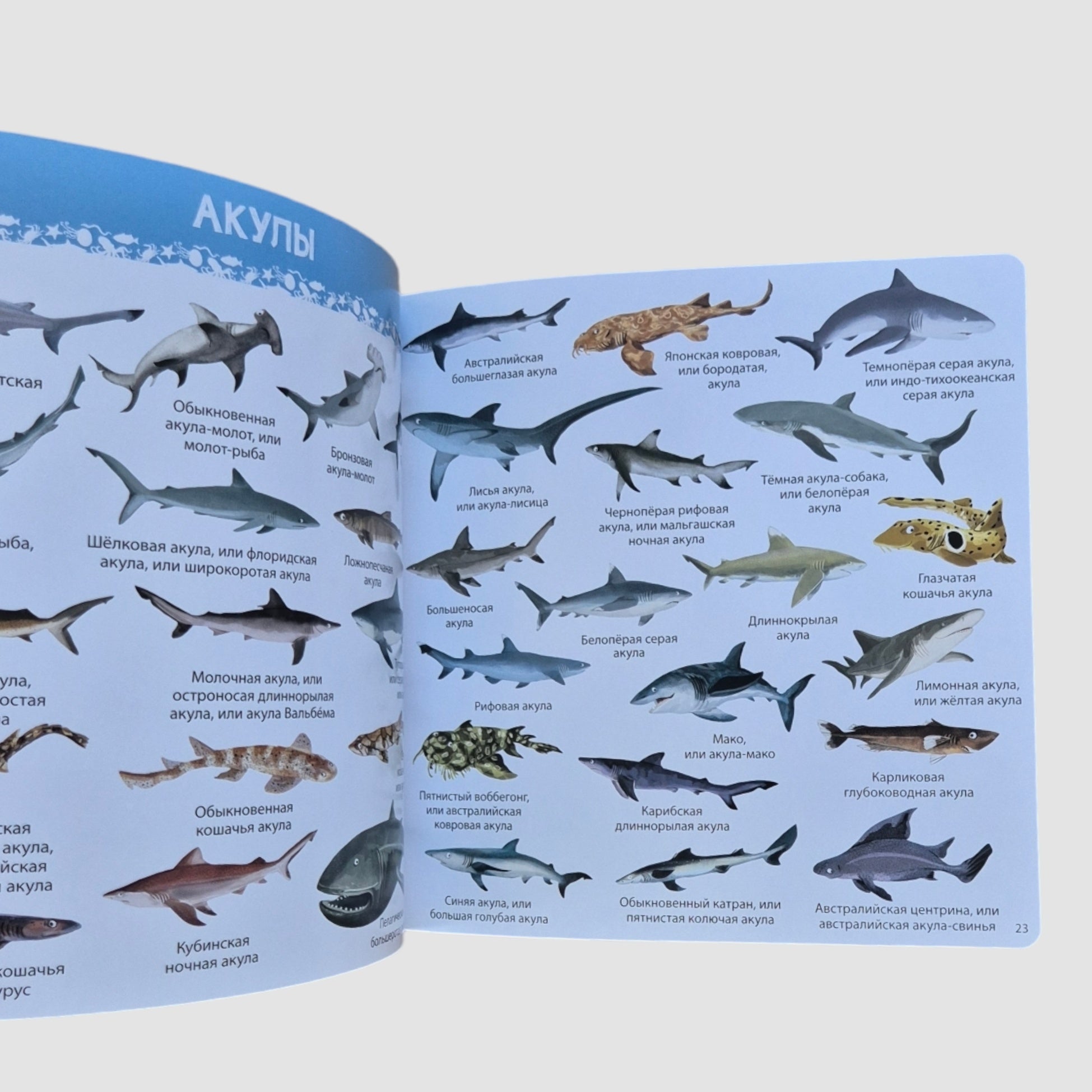 1000 картинок. Подводный мир