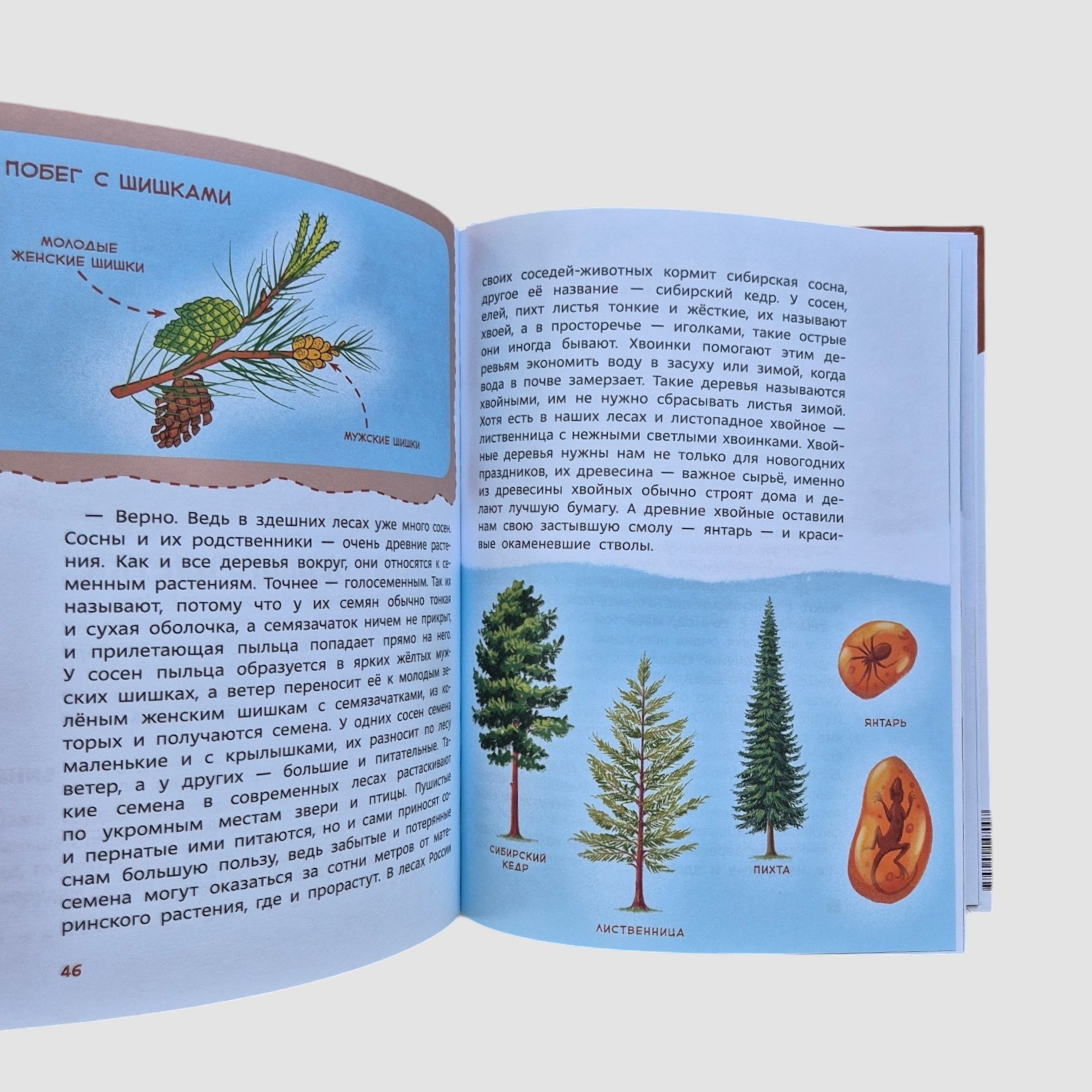Plants and Mushrooms. Children's Encyclopedia (Chevostik)