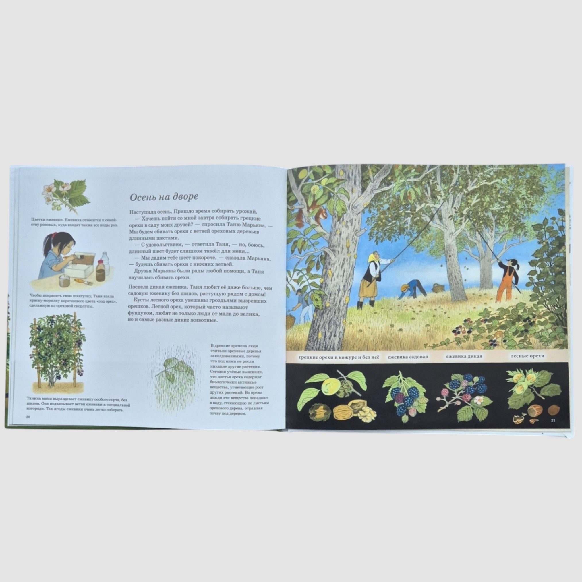 How do berries, nuts and fruits grow?