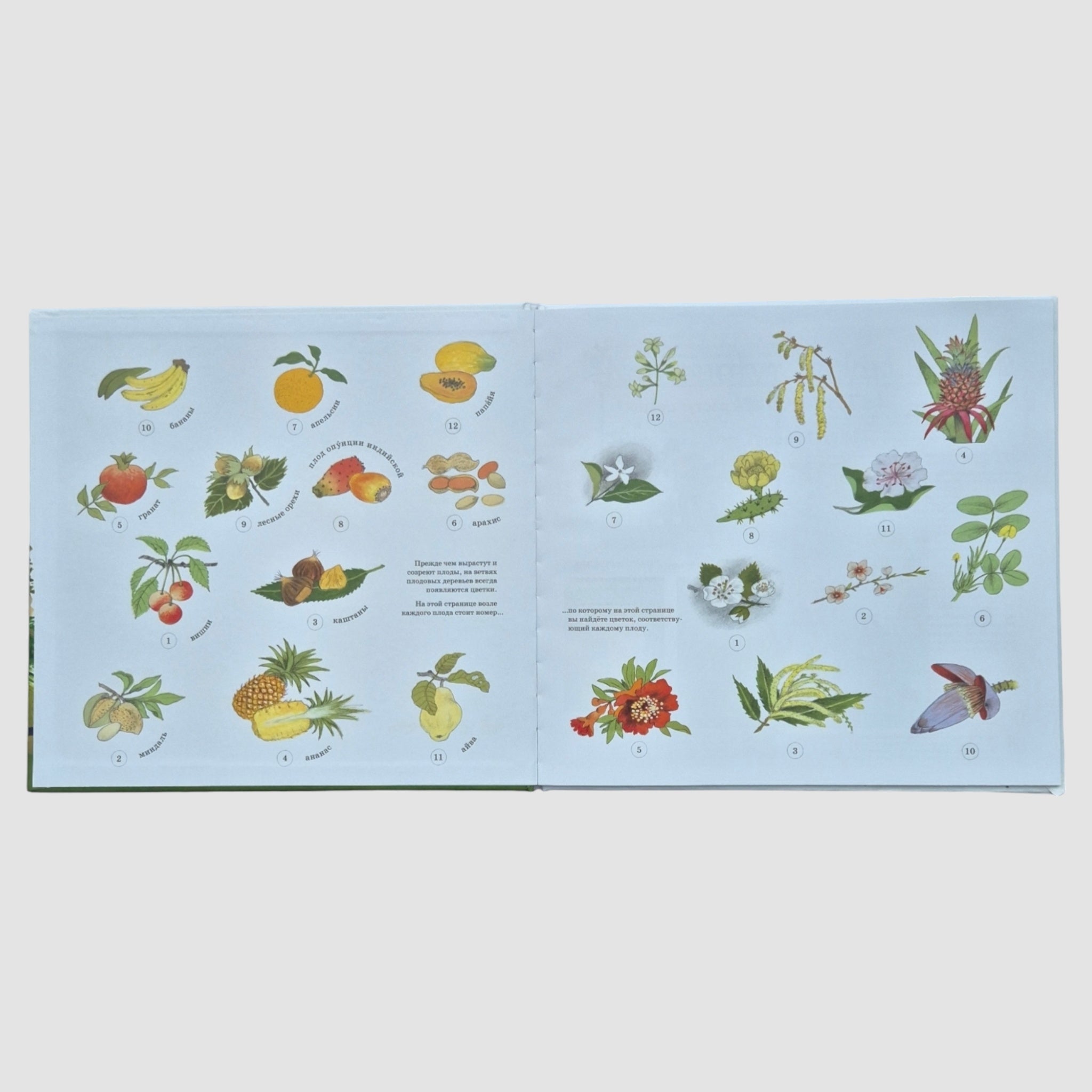 How do berries, nuts and fruits grow?