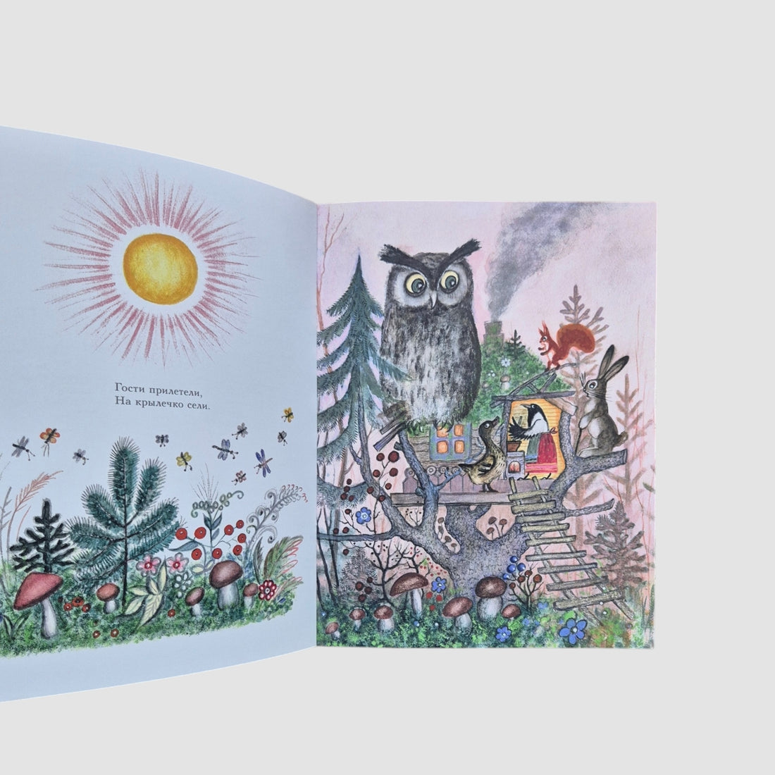 Сорока-белобока