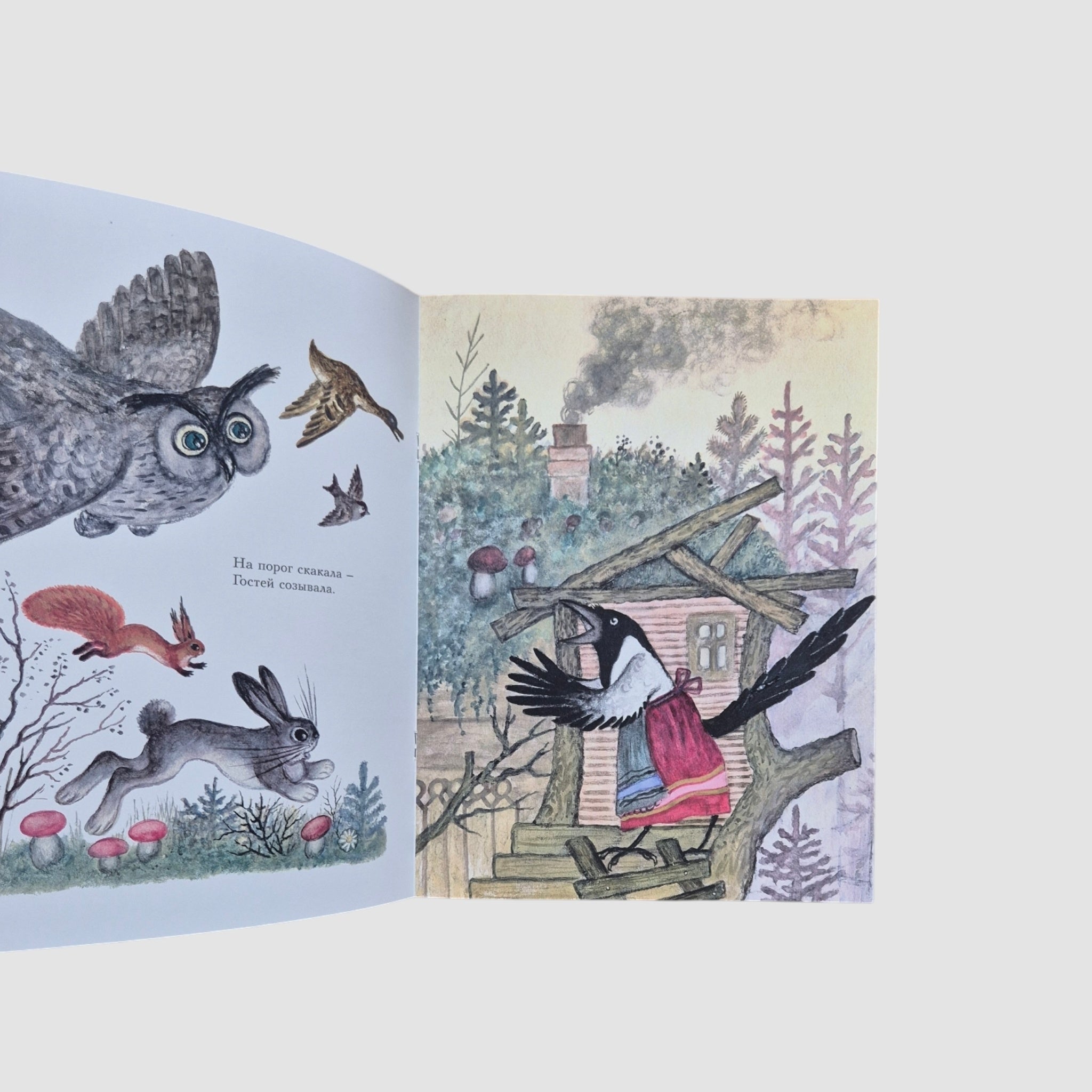 Сорока-белобока