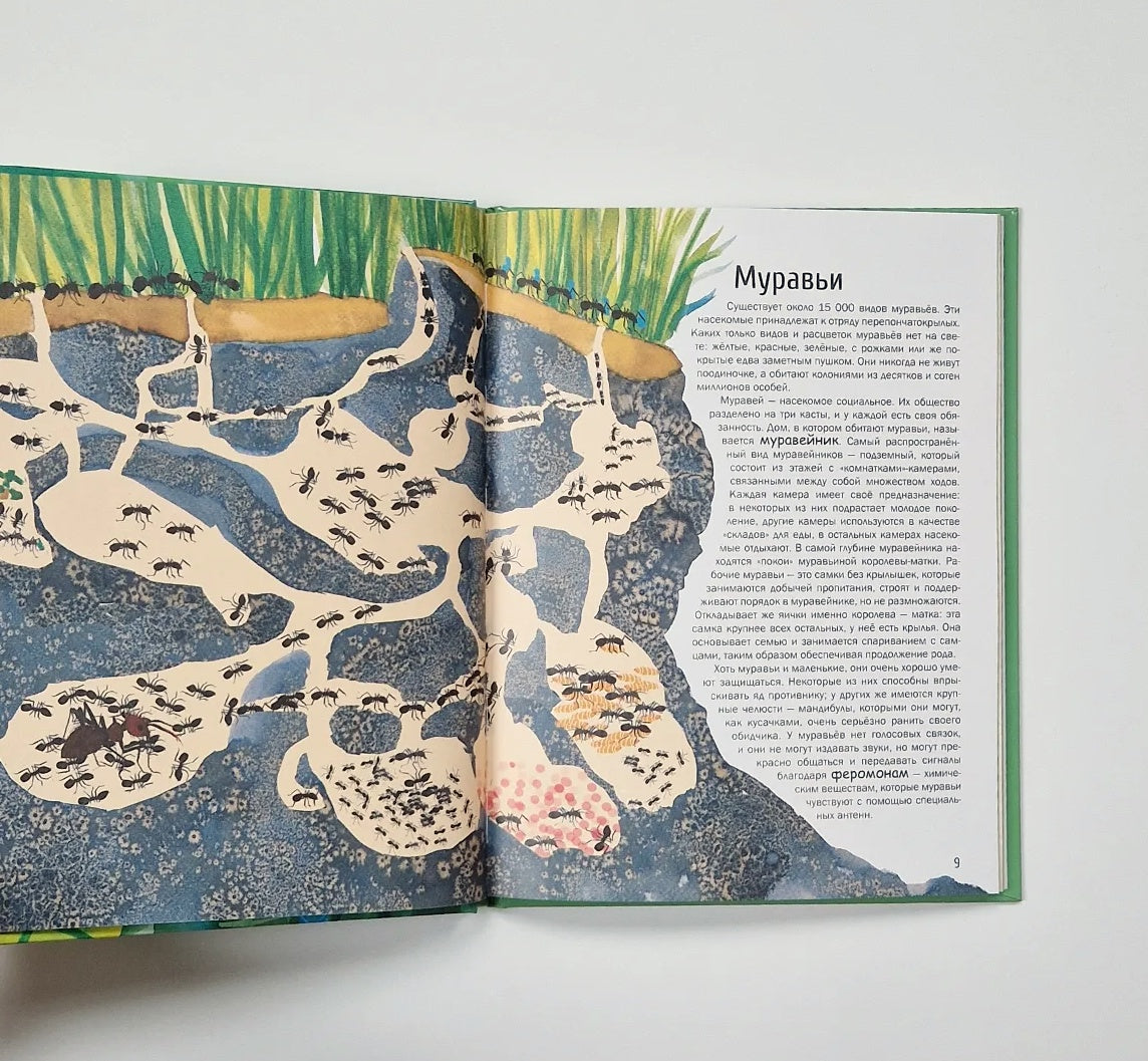 Насекомые. Удивительный маленький мир