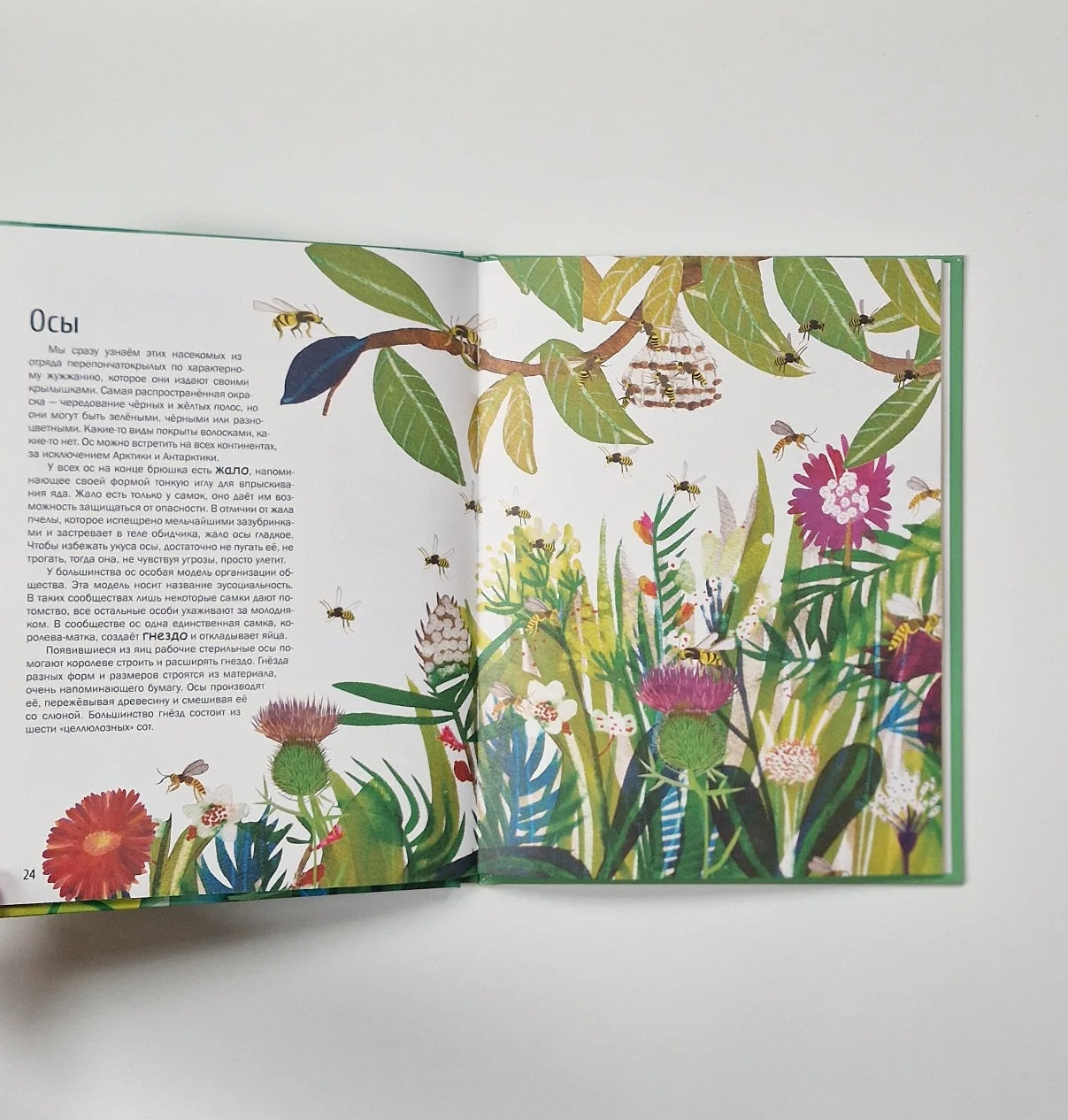 Насекомые. Удивительный маленький мир