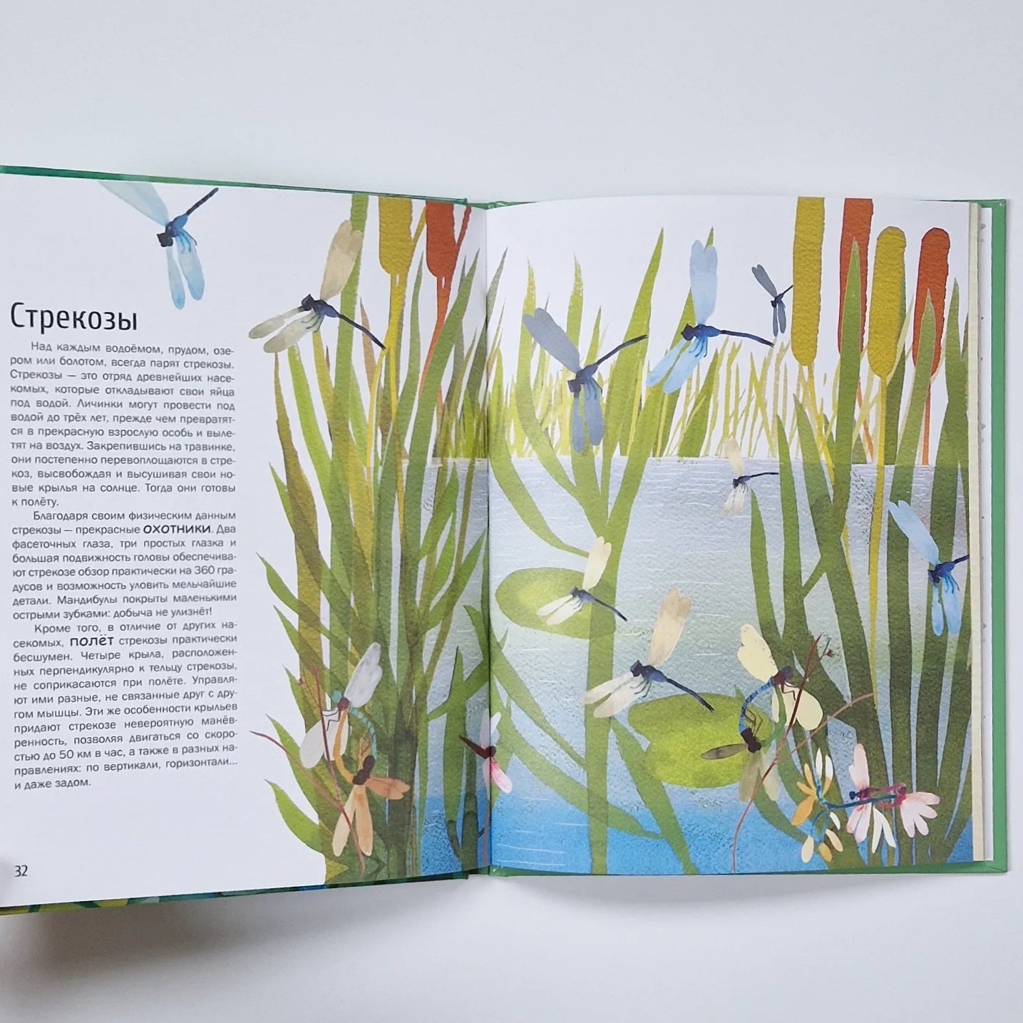 Насекомые. Удивительный маленький мир