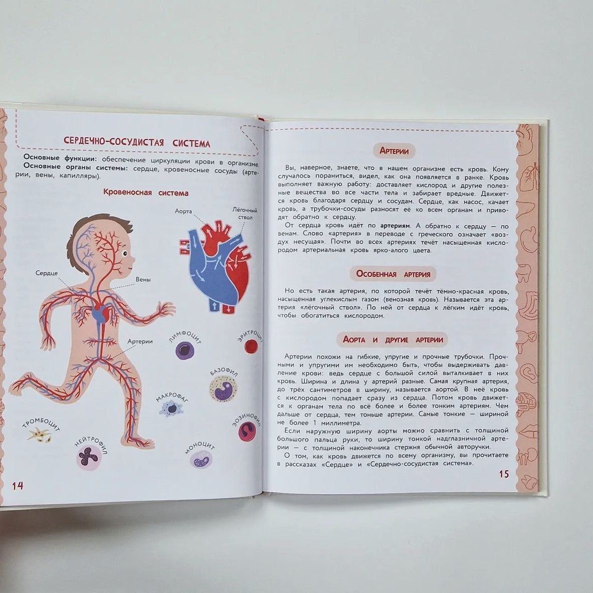 Анатомия для детей