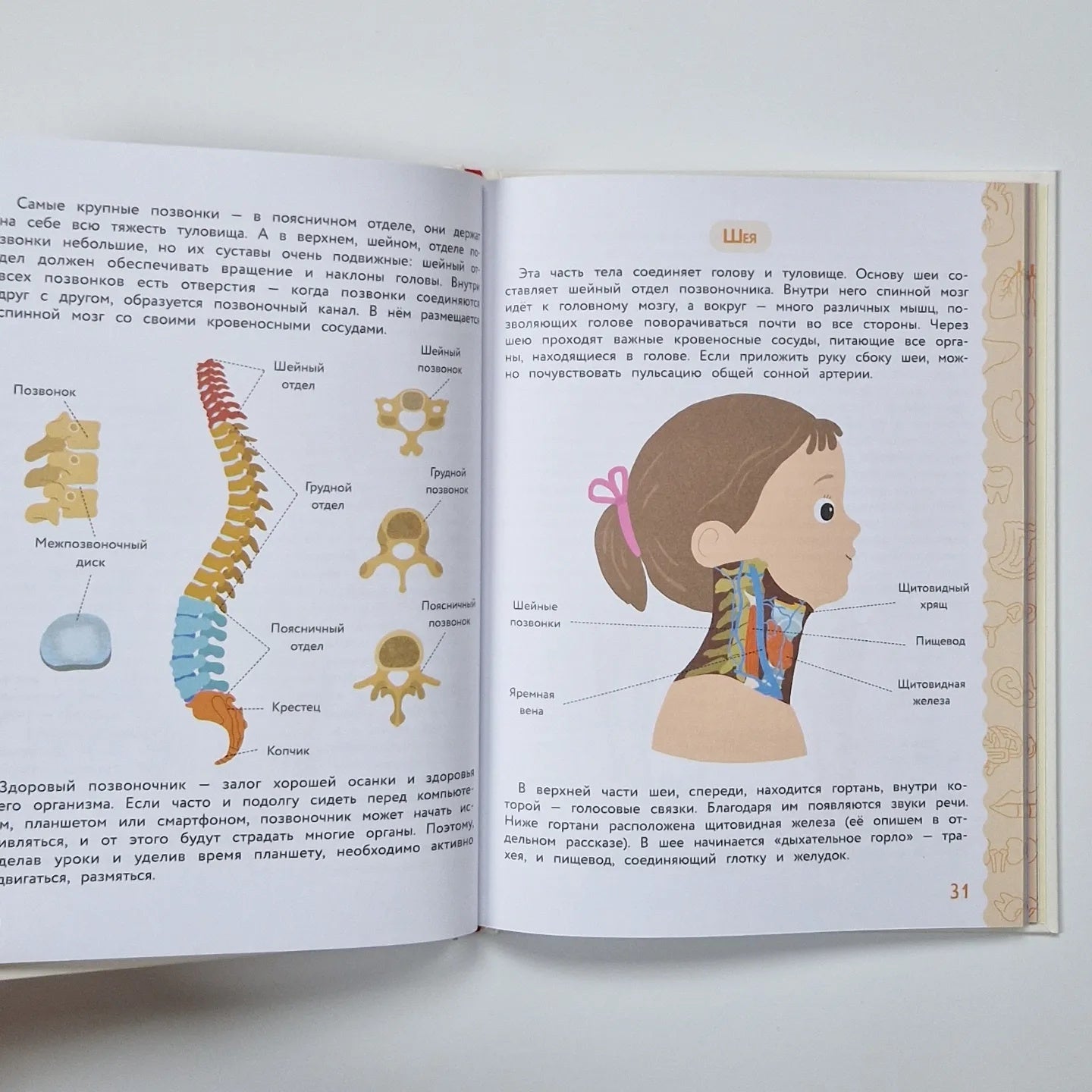 Анатомия для детей