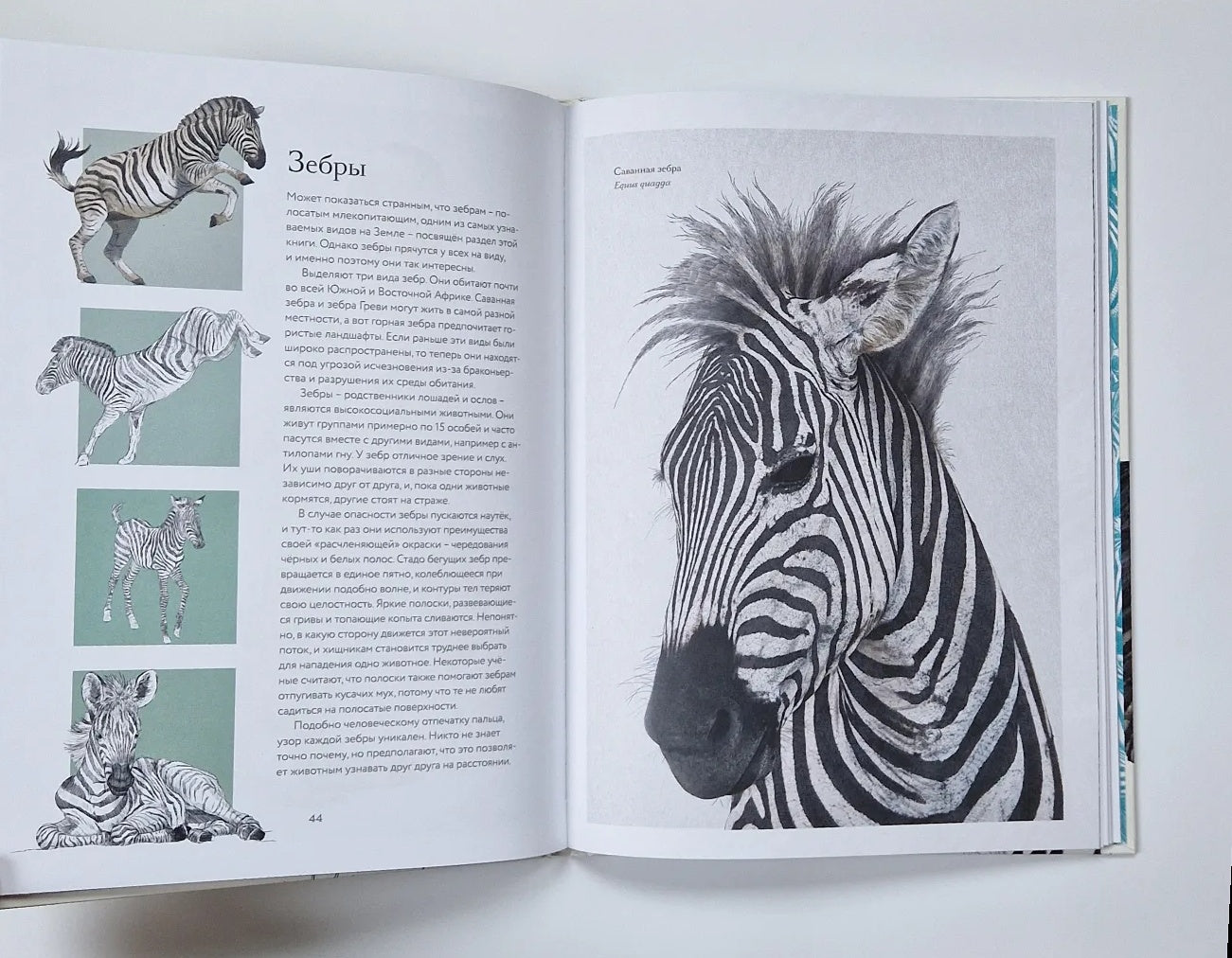 Тайны дикой природы