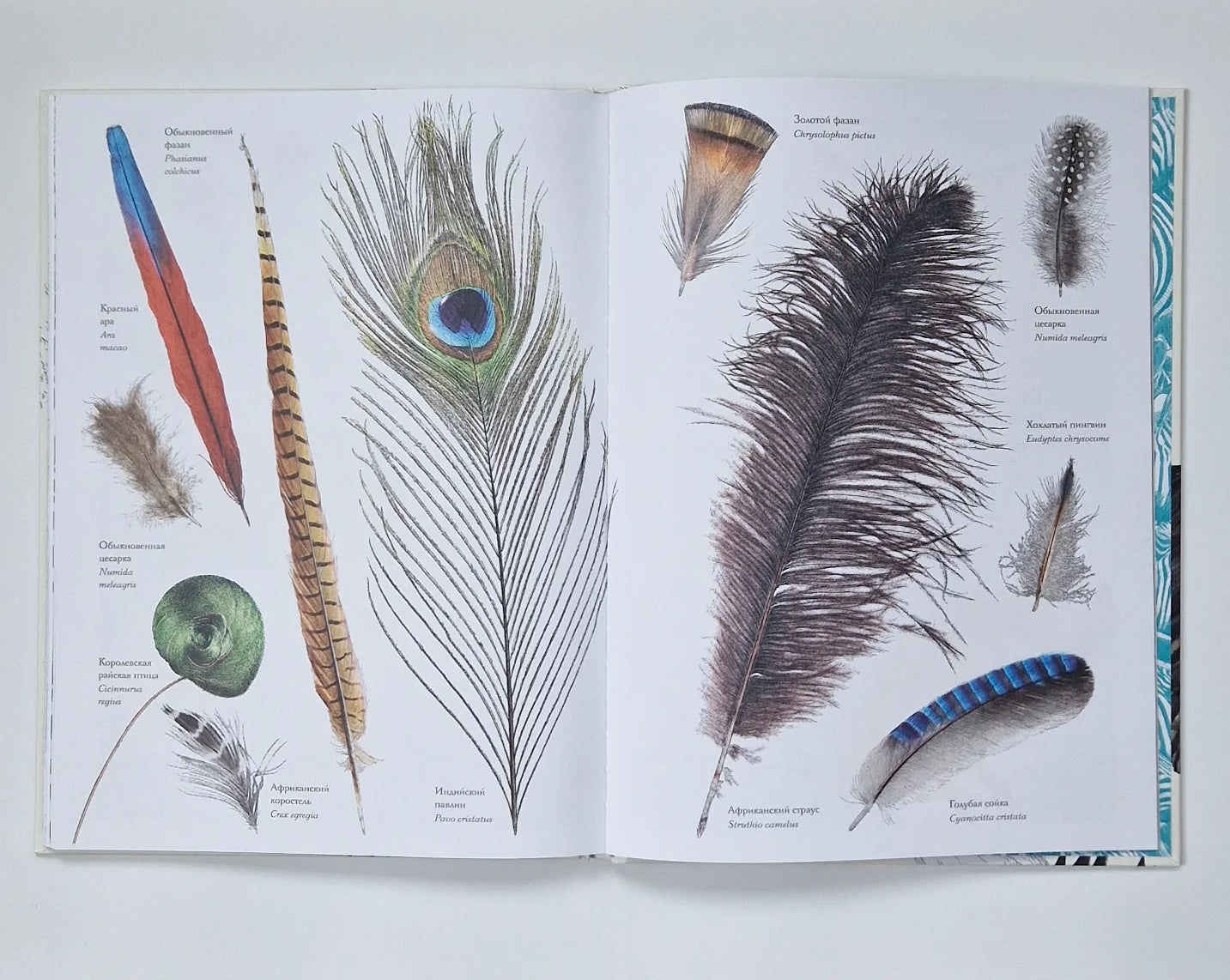 Тайны дикой природы