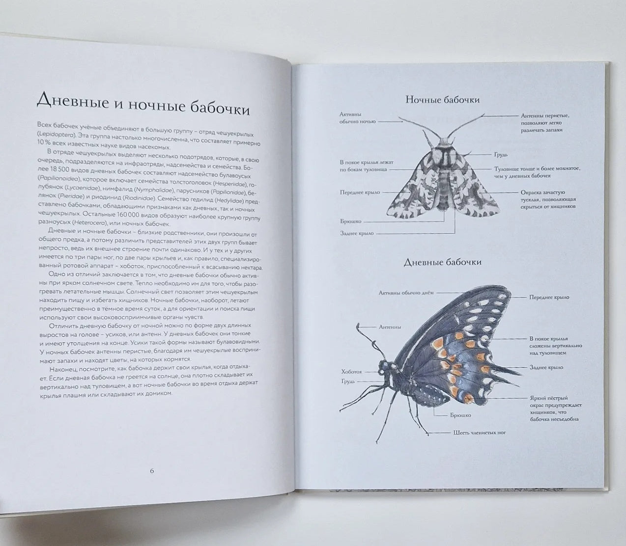 Загадочный мир бабочек