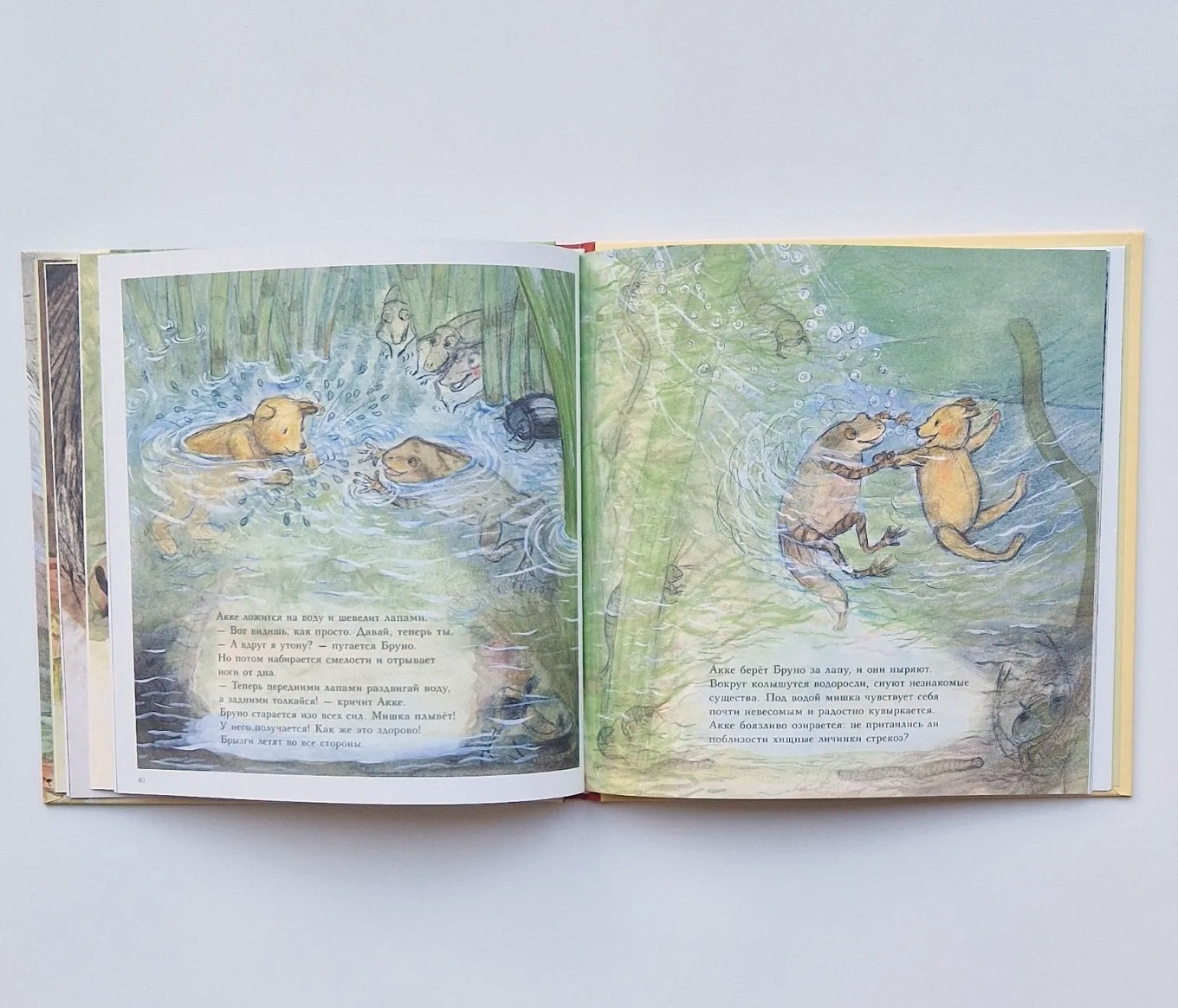 Bruno the Bear in the Forest