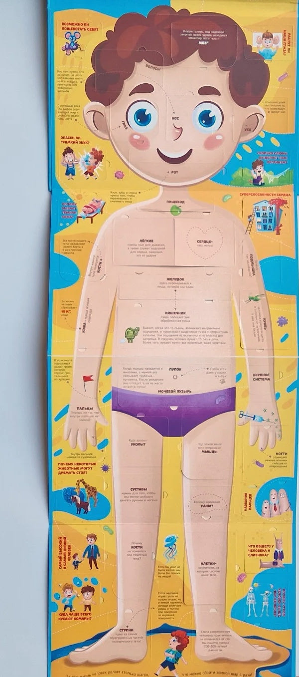 Что внутри человека? Книга с окошками