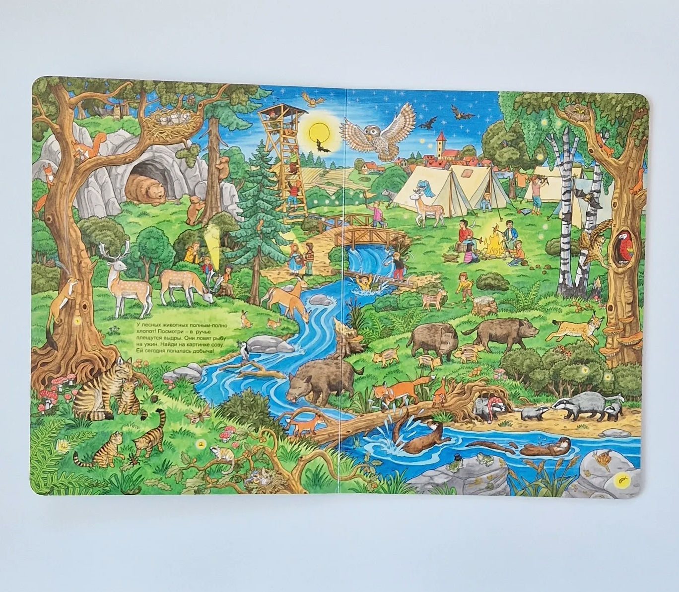 Animal Life. Wimmelbuch