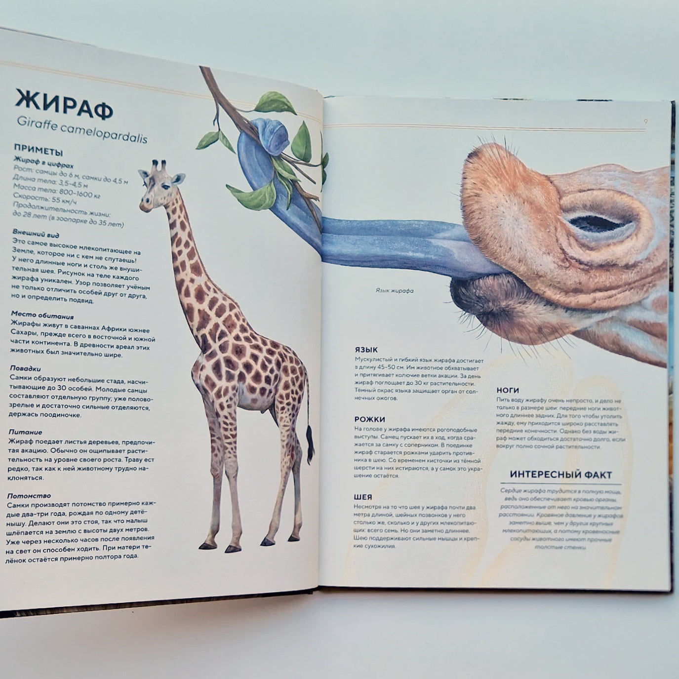 Животные Африки в натуральную величину