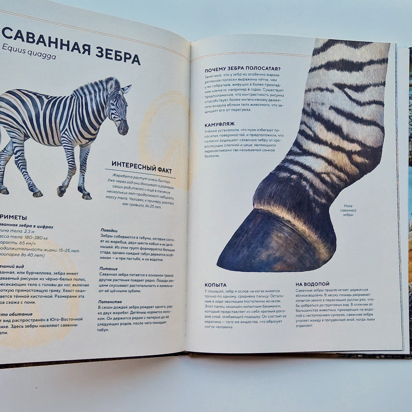 Животные Африки в натуральную величину