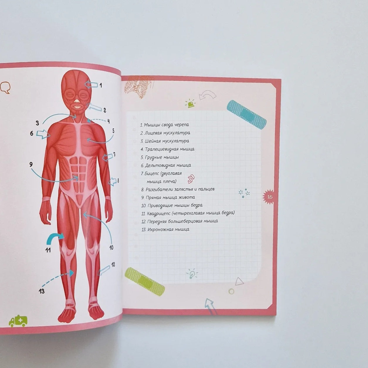 Тело человека. Интерактивная детская энциклопедия с магнитами