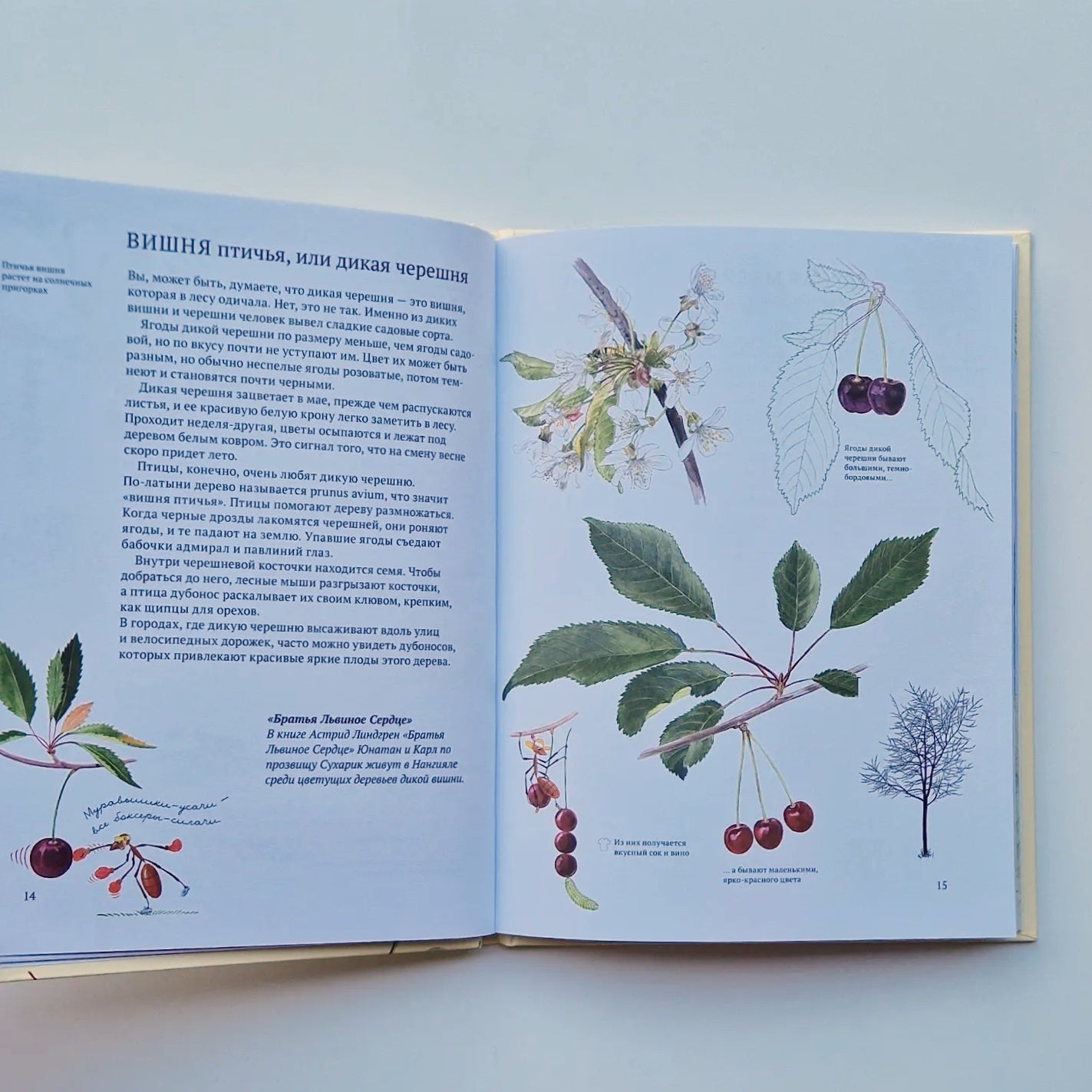 Софи в мире ягод