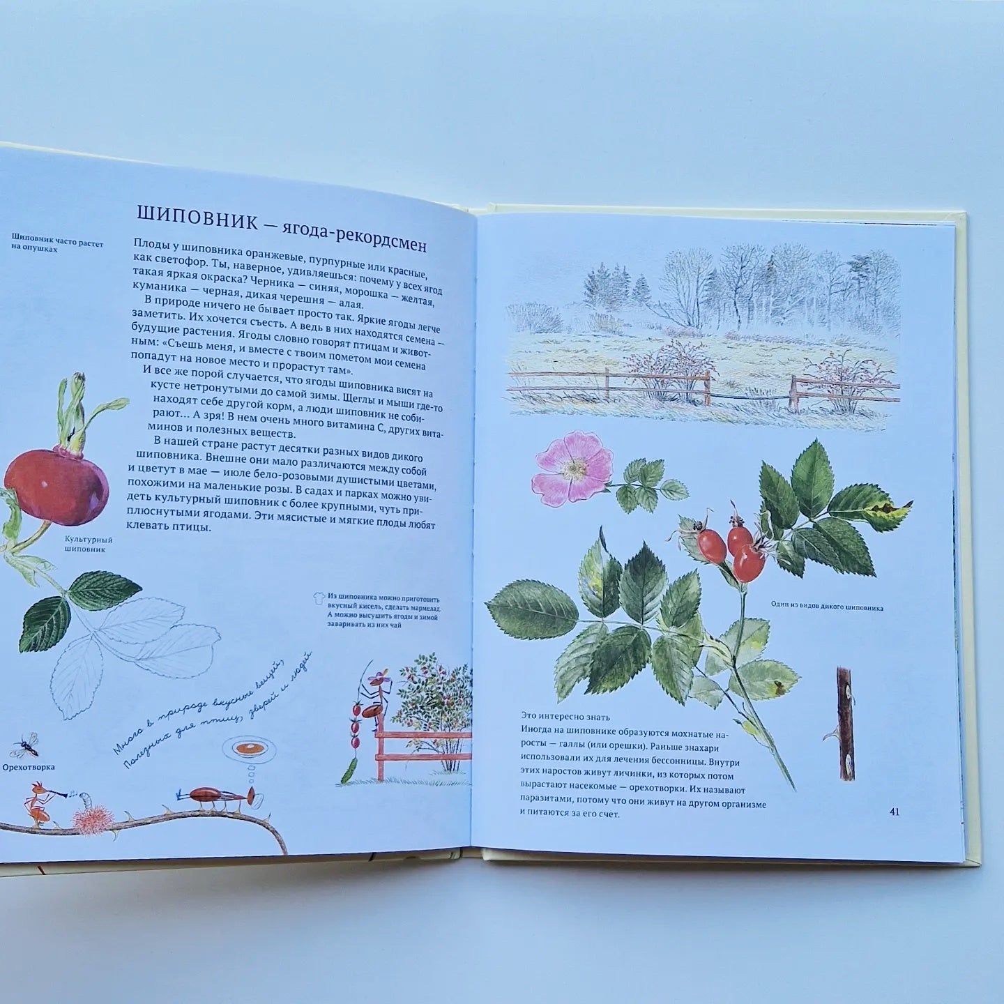 Софи в мире ягод