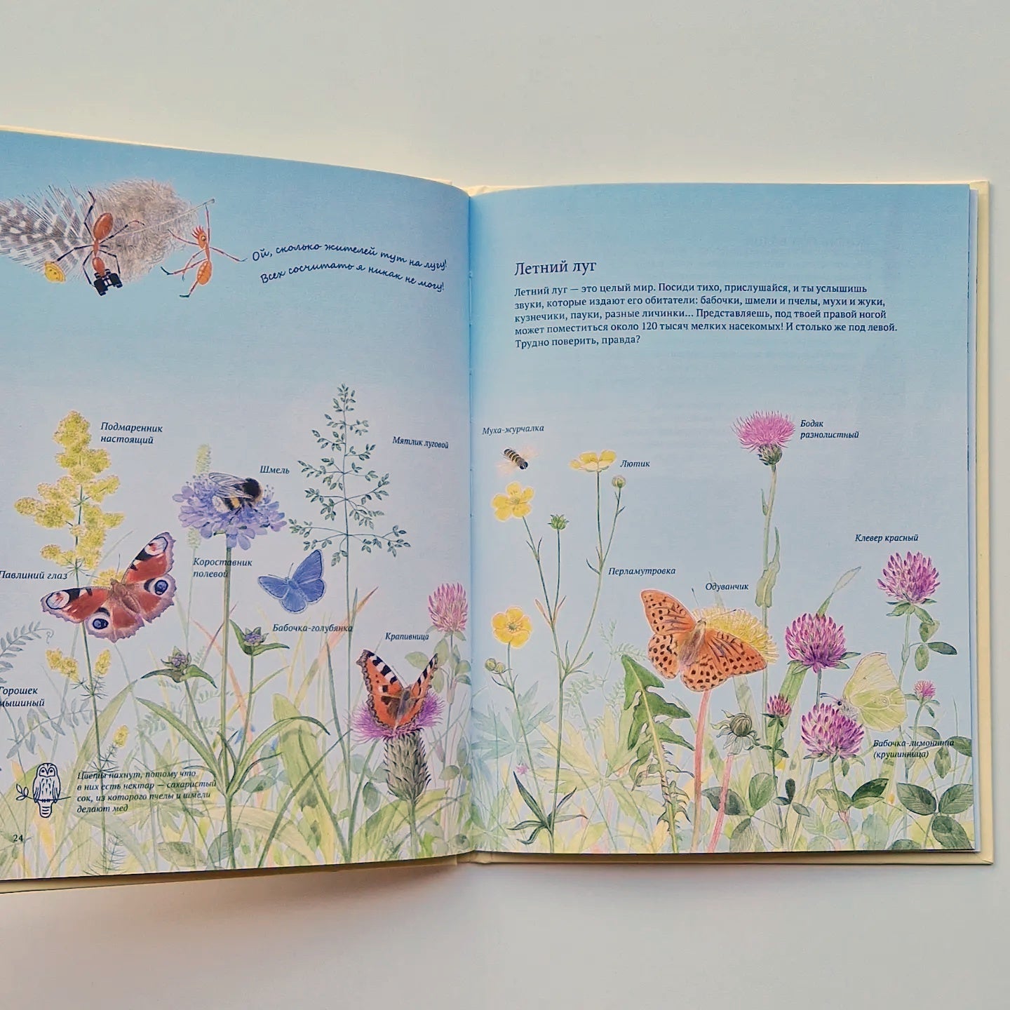 Экспедиция Софи