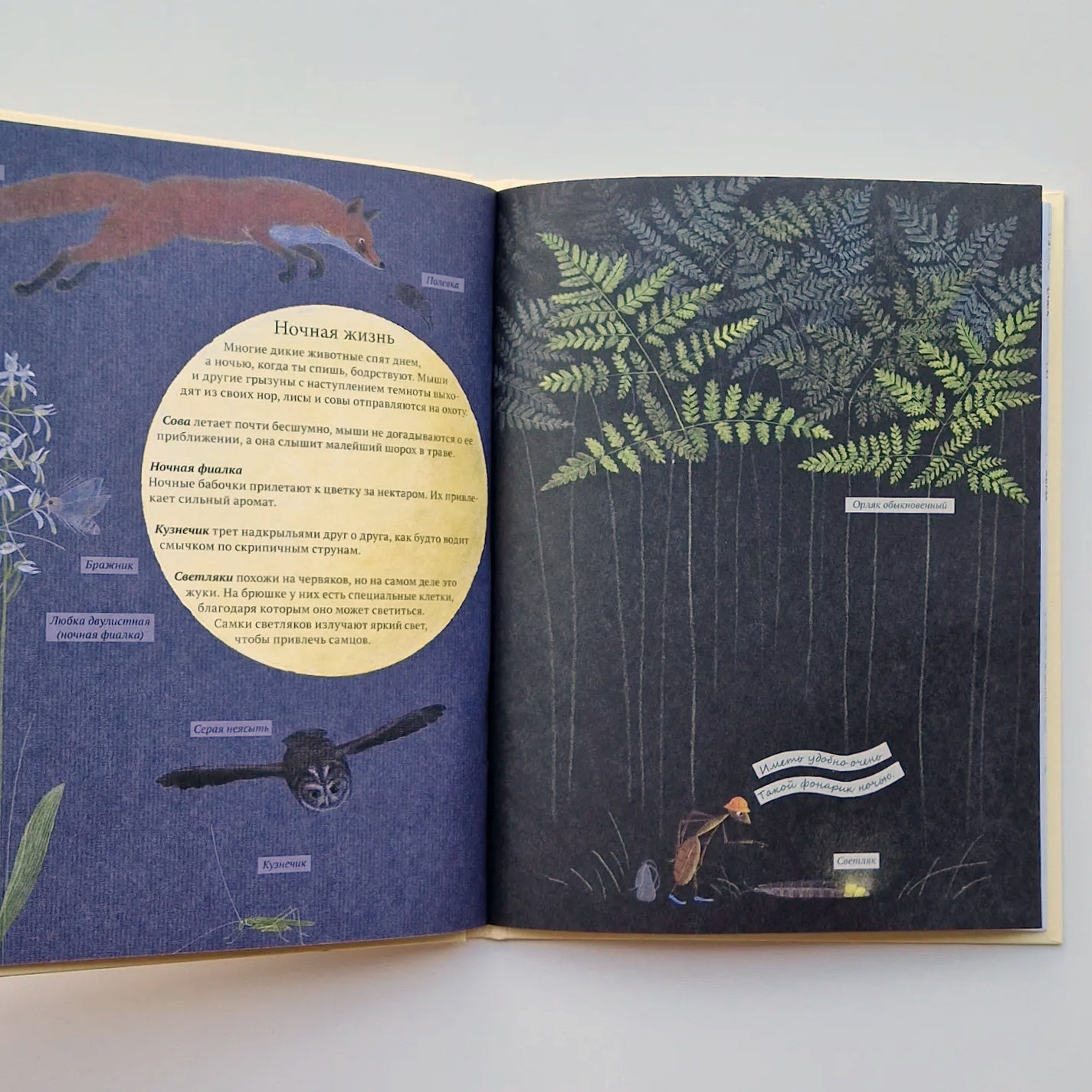 Экспедиция Софи