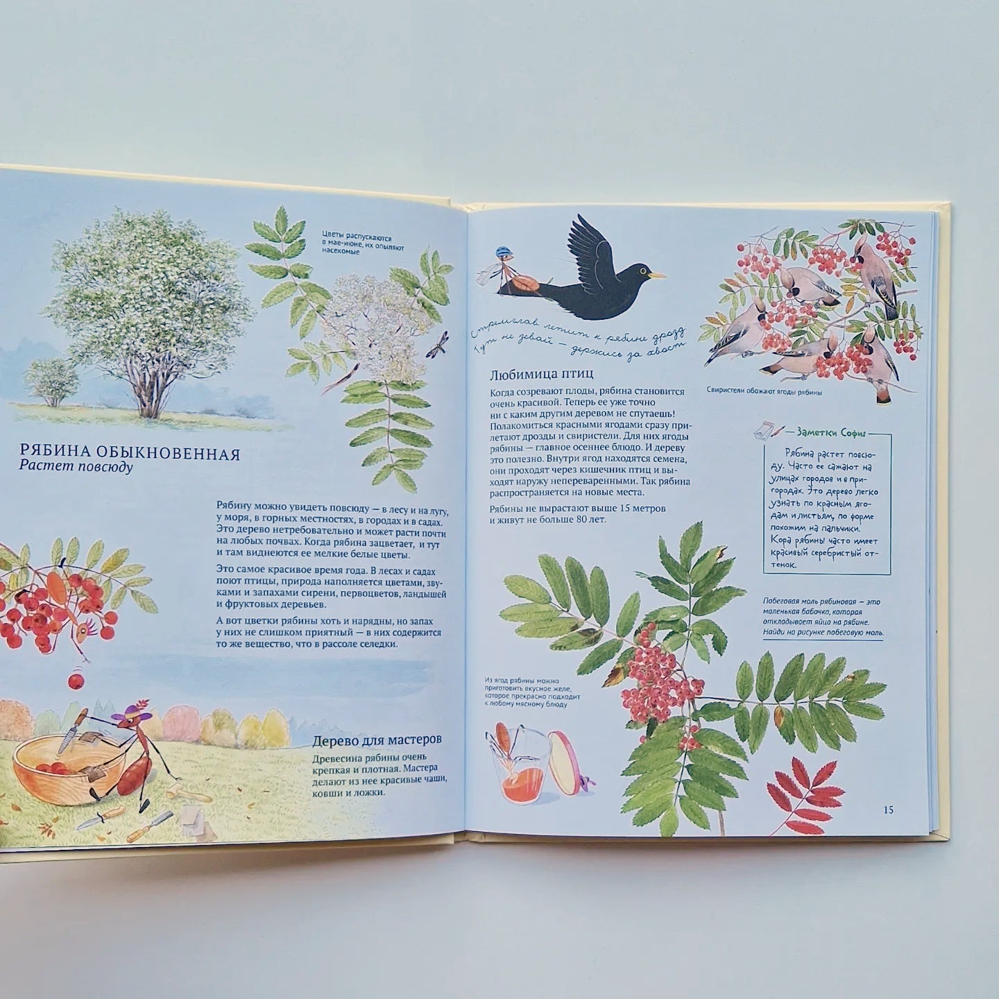 Софи в мире деревьев