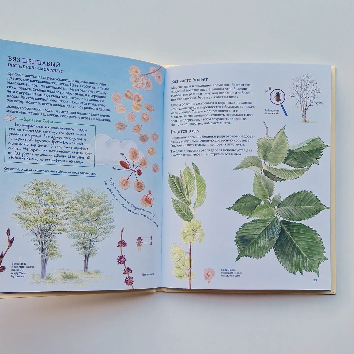 Софи в мире деревьев