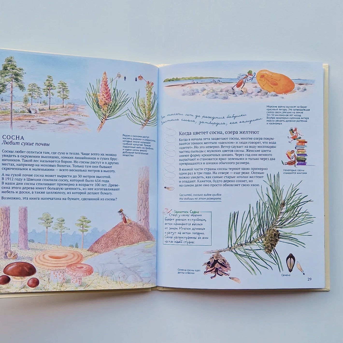 Софи в мире деревьев