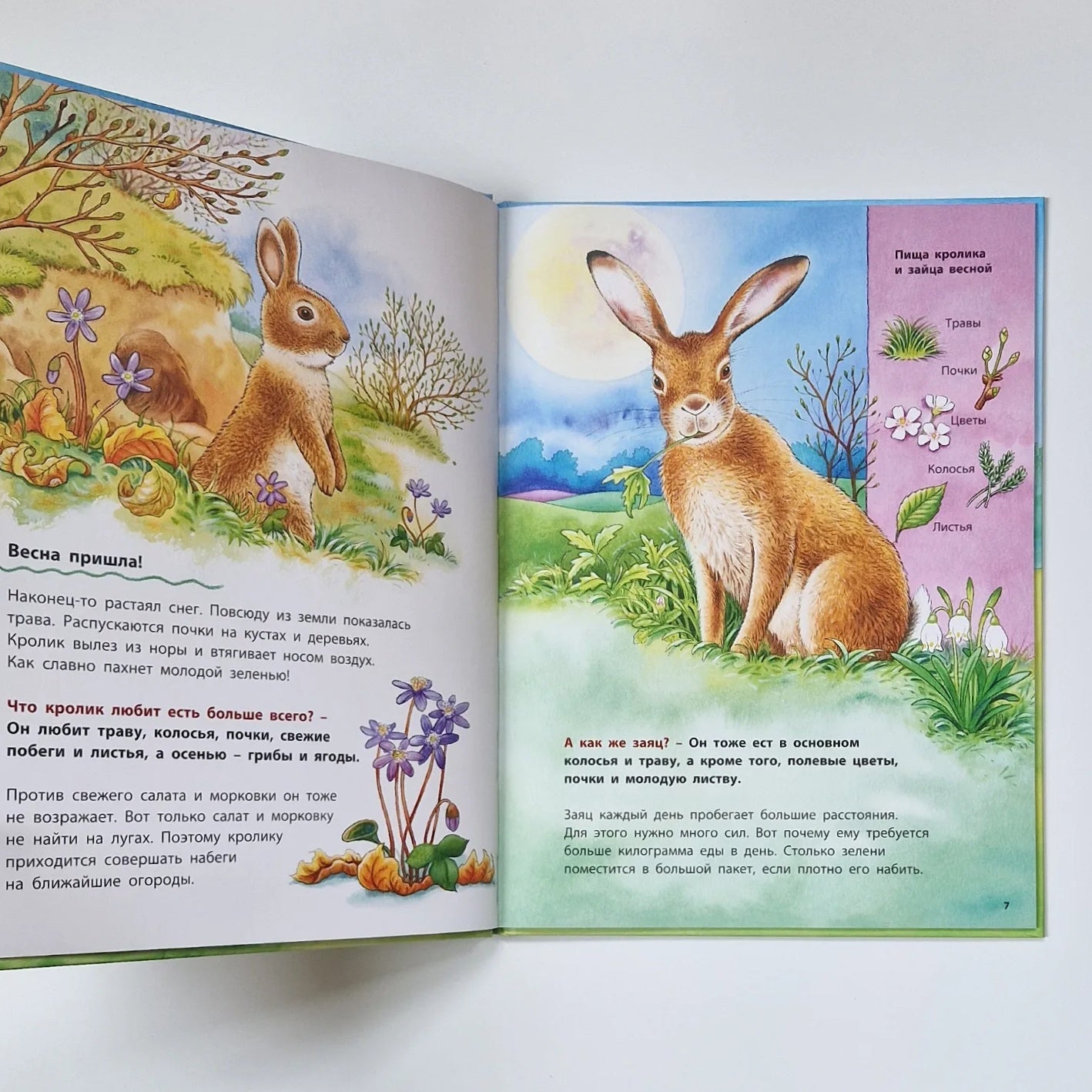 How Rabbits and Hares Live. Educational Stories