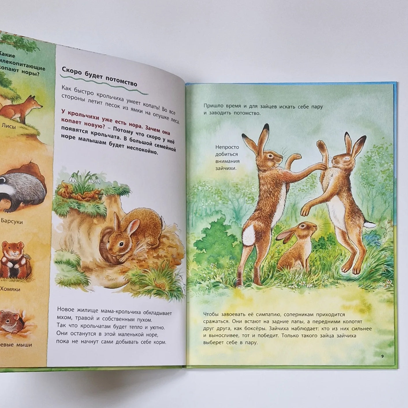 How Rabbits and Hares Live. Educational Stories