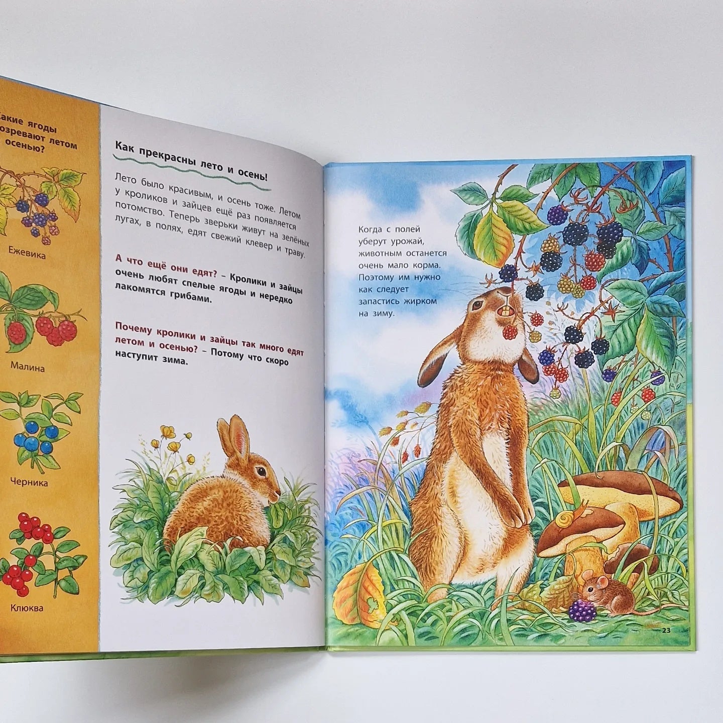 How Rabbits and Hares Live. Educational Stories