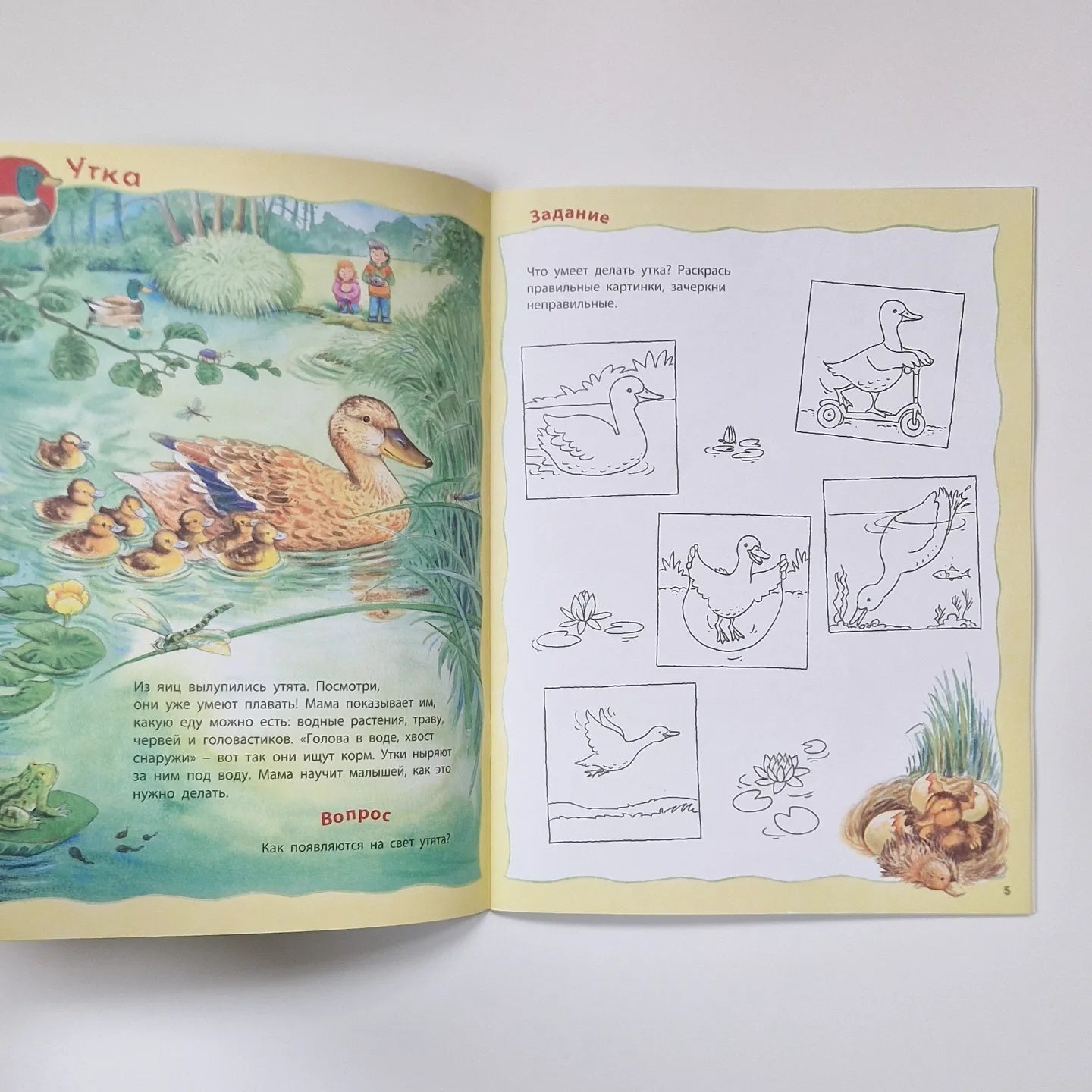 Кто живёт в реке? Книжка-активити
