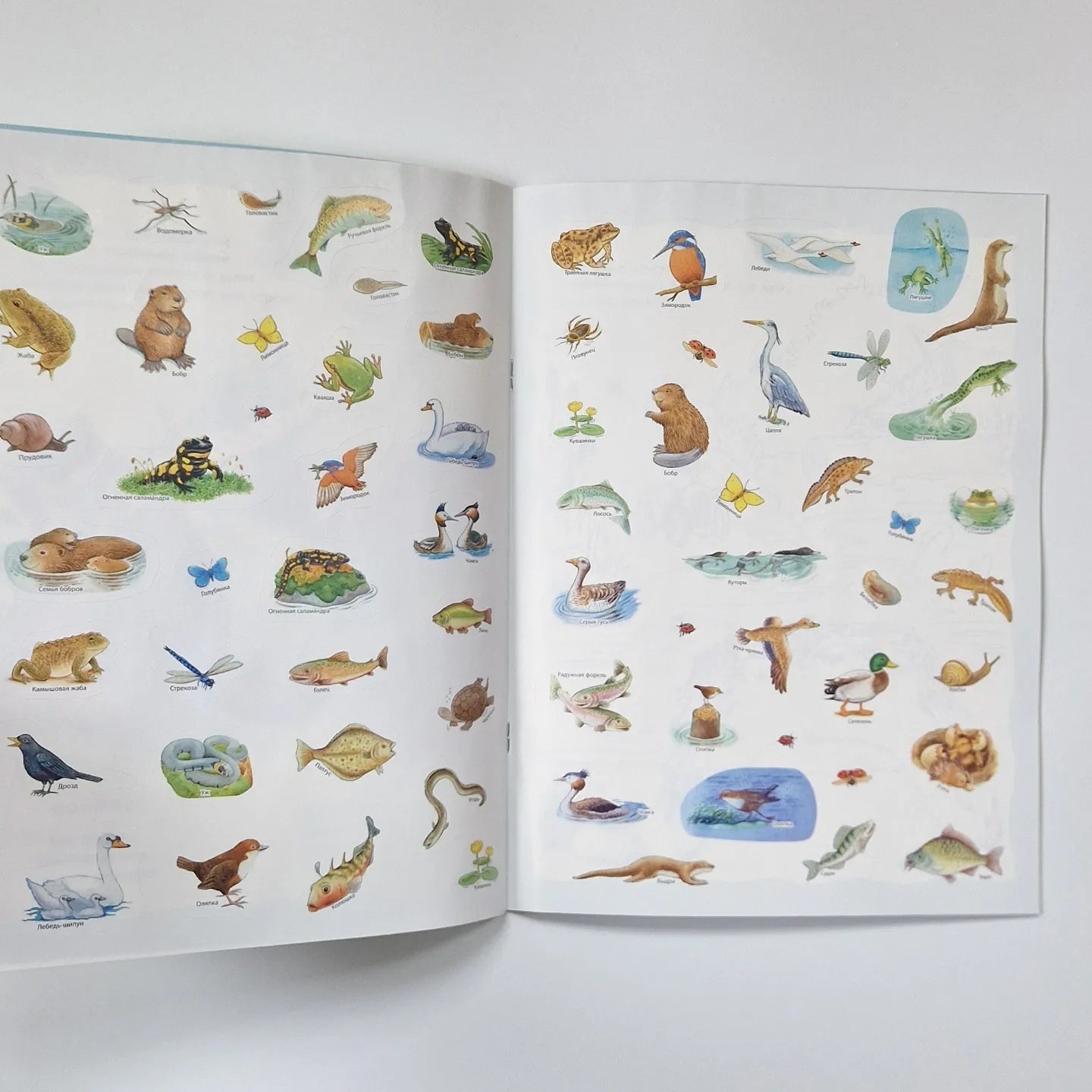 Кто живёт в реке? Книжка-активити