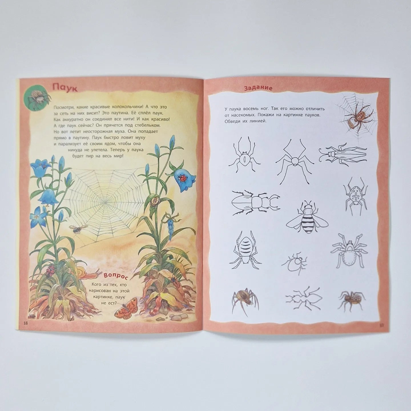 Кто живёт на опушке? Книжка-активити