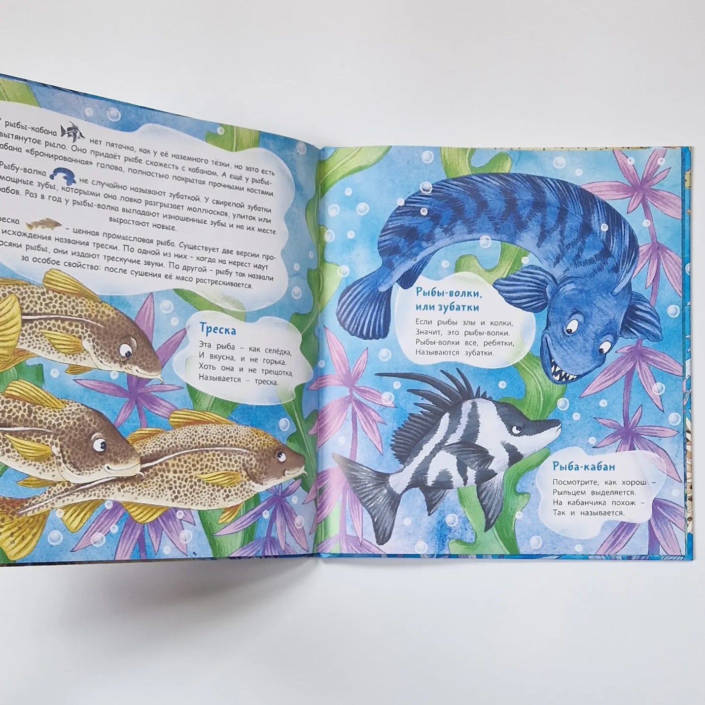 Stargazer and other amazing fish