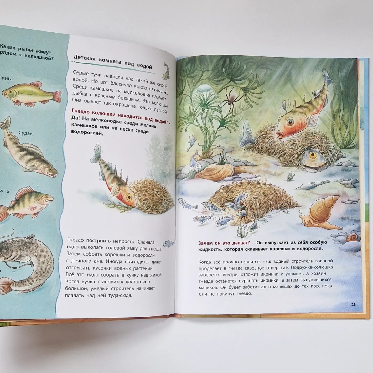 Animal Builders. Educational Stories